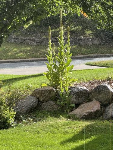 Year-round gardening: Common mullein getting way too common in Colorado