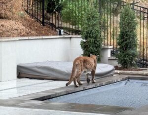 Boulder Mountain Lion Dog Attack