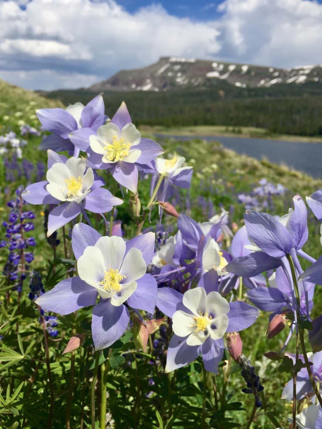 Closeups of Colorado’s Colorful Wildflowers