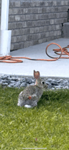 Rabbit2_Courtesy Aurora Animal Services.PNG