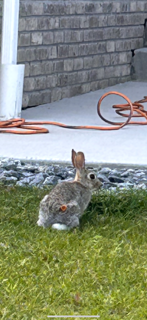 Person shooting wild rabbits with blow darts sought by Aurora Animal Services