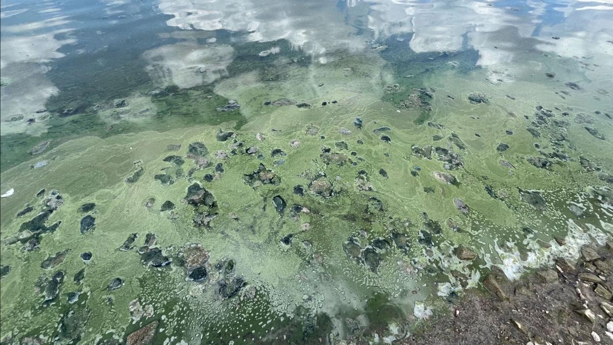 A blue-green algae bloom at DeWeese Reservoir.
