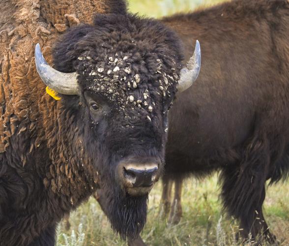 Prairie Ridge Buffalo Ranch