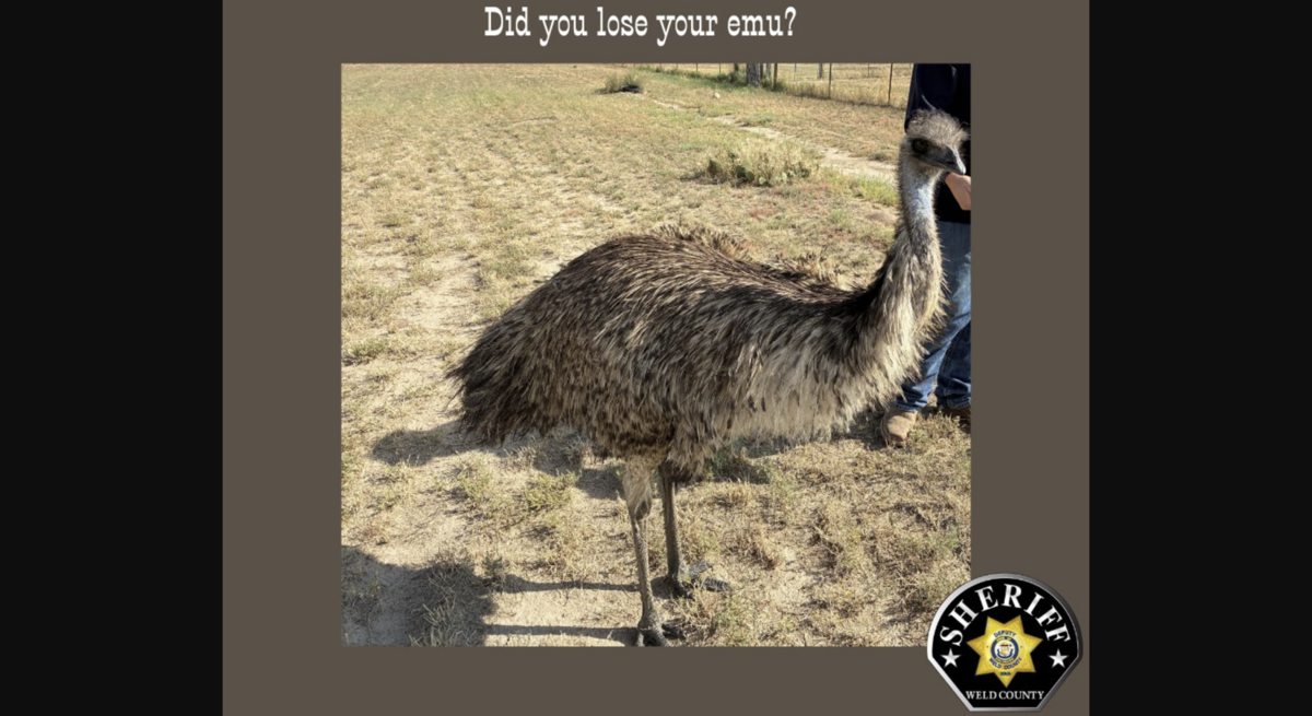 Image: Weld County Sheriff's Office.