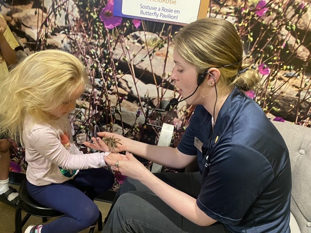 Butterfly Pavilion ends public handling of Rosie the tarantula