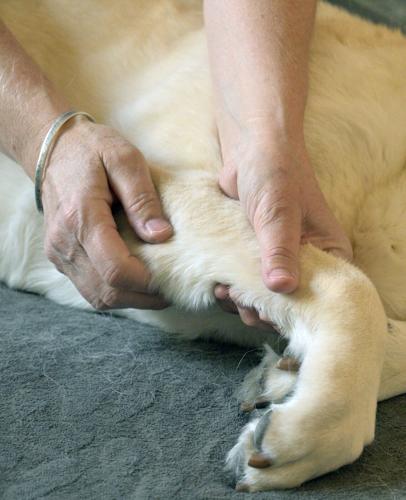 082325-hg-dog 02.JPG