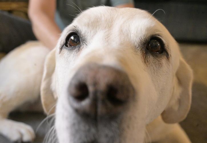 082325-hg-dog 05.JPG