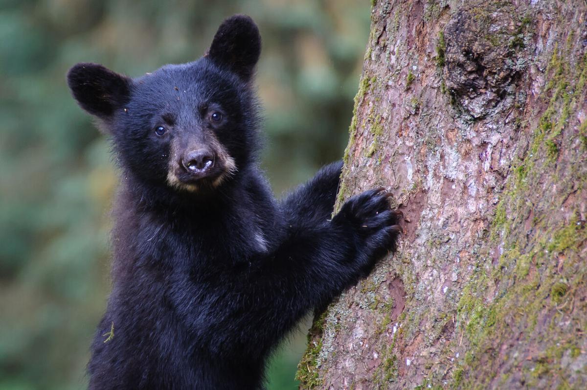 Bear cub wanders into restaurant in Durango