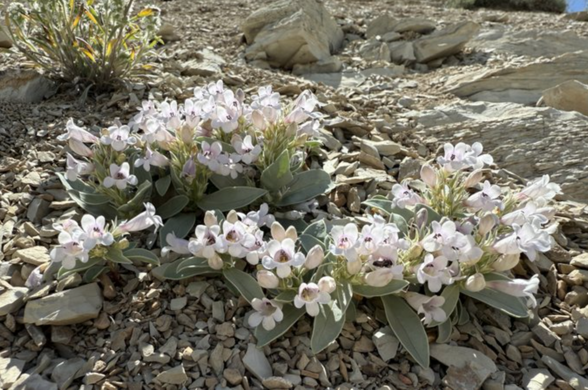 The extremely rare Parachute penstemon, only found in Colorado. Photo: CPW/Raquel Wertsbaugh