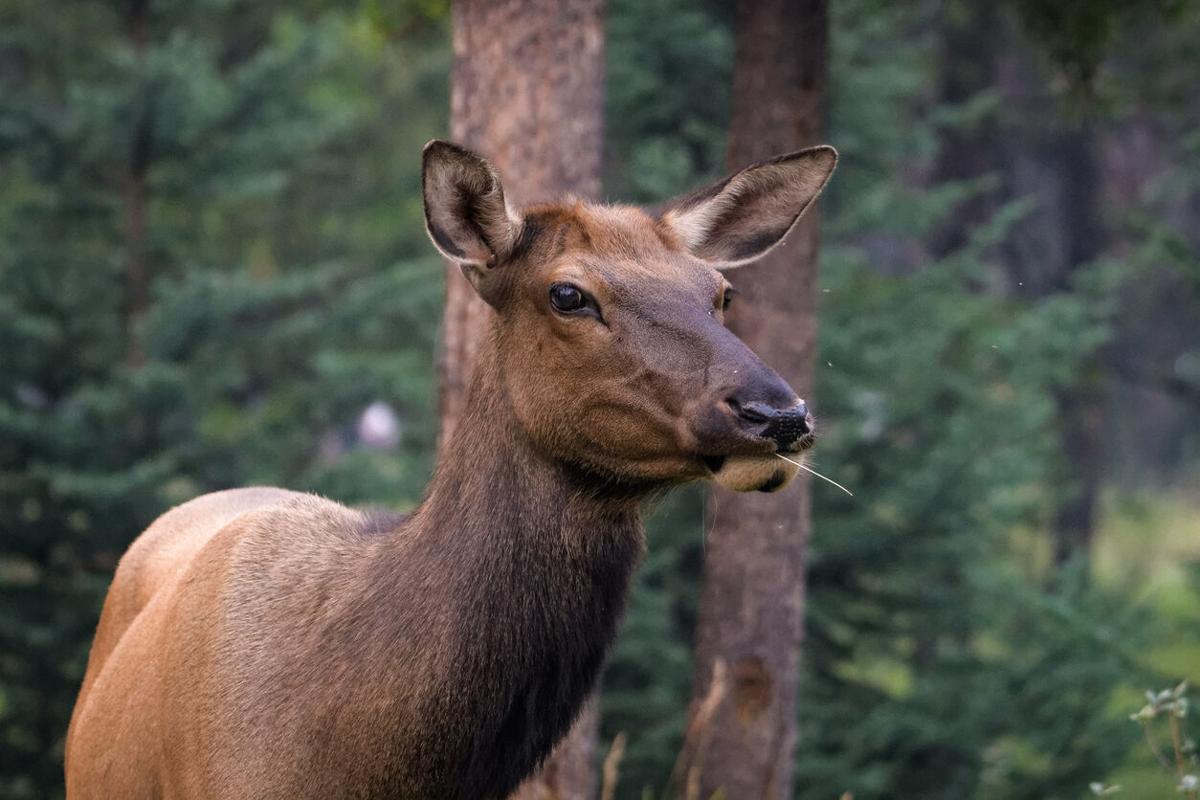Wildlife officers remove wire fencing from elk