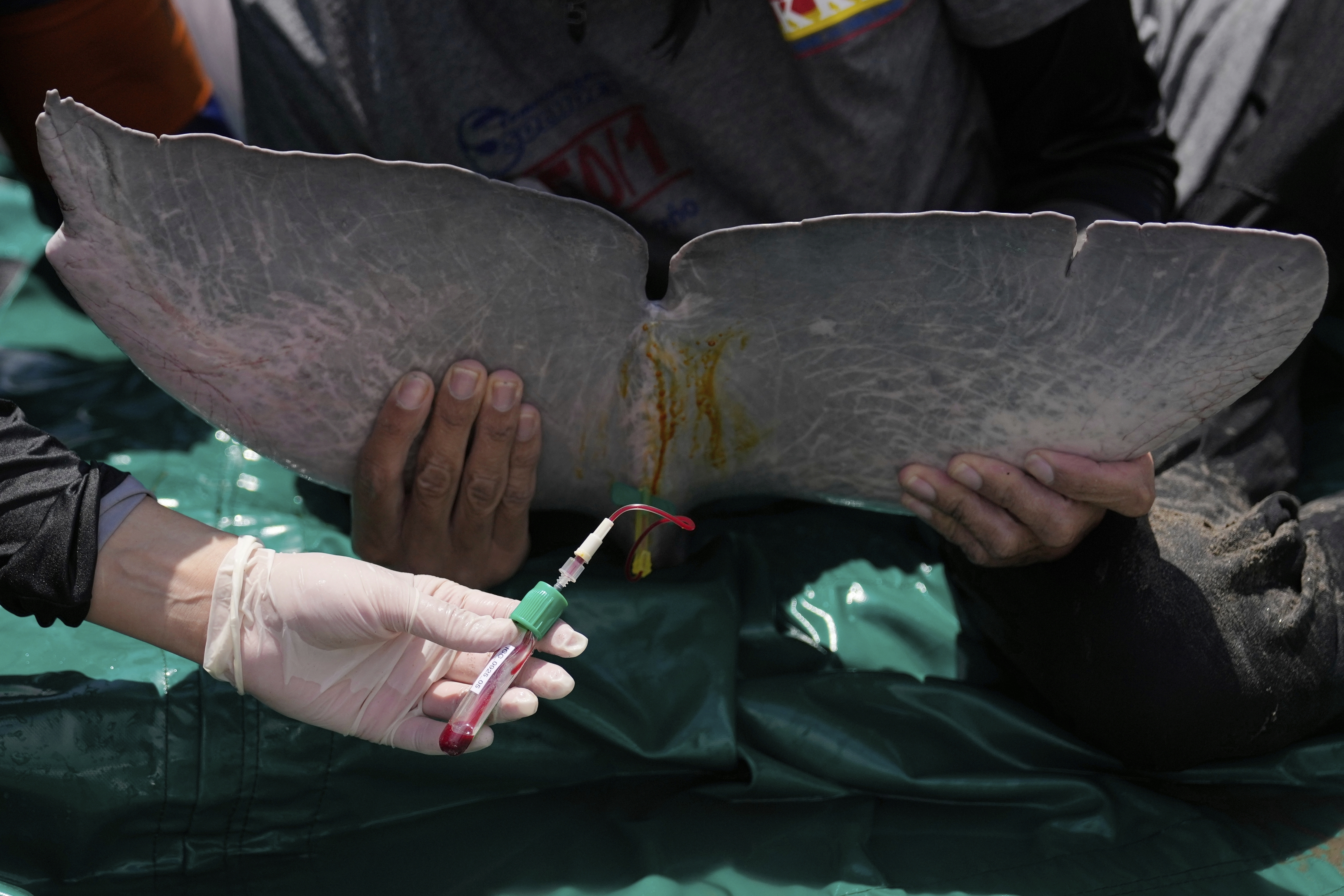 A veterinarian draws a blood sample in a pink river dolphin in the Amazon River during health checks in Puerto Narino, Colombia, Sunday, Sept. 7, 2025. (Fernando Vergara - AP)