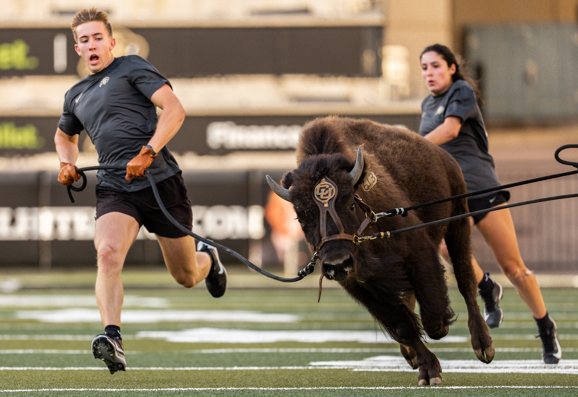 In this image provided by the University of Colorado Athletics, handlers practice with Colorado's new mascot Ralphie VII, a 1-year-old yet-to-be-named bison, Monday, Sept. 15, 2025, at Folsom Field in Boulder, Colo. (Uncredited - University of Colorado Athletics)