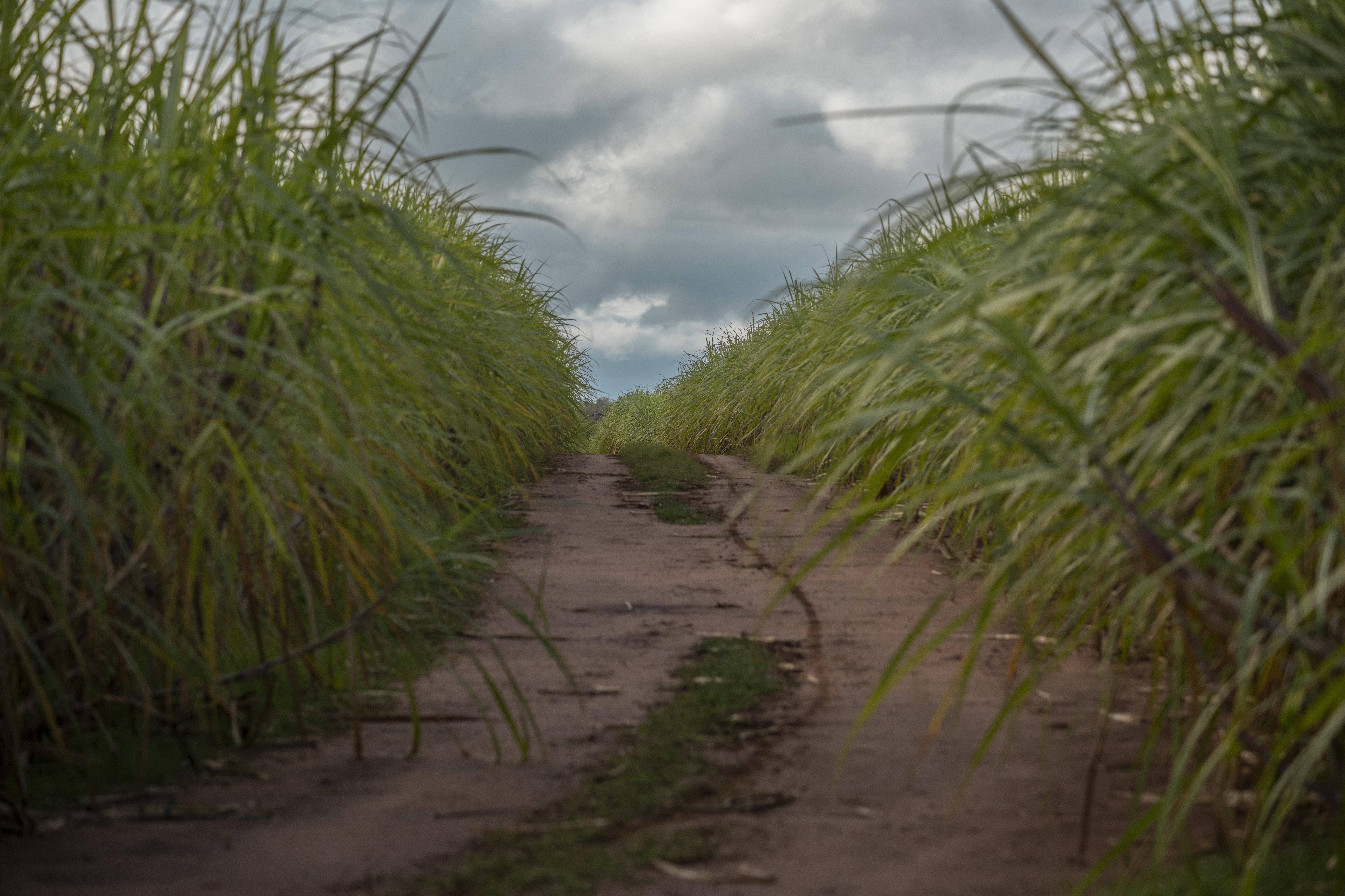 Organic sugar cane fields in Tebicuary, Paraguay on August 18, 2023. (Ralphie Zotti - Wholesome Sweeteners Inc)