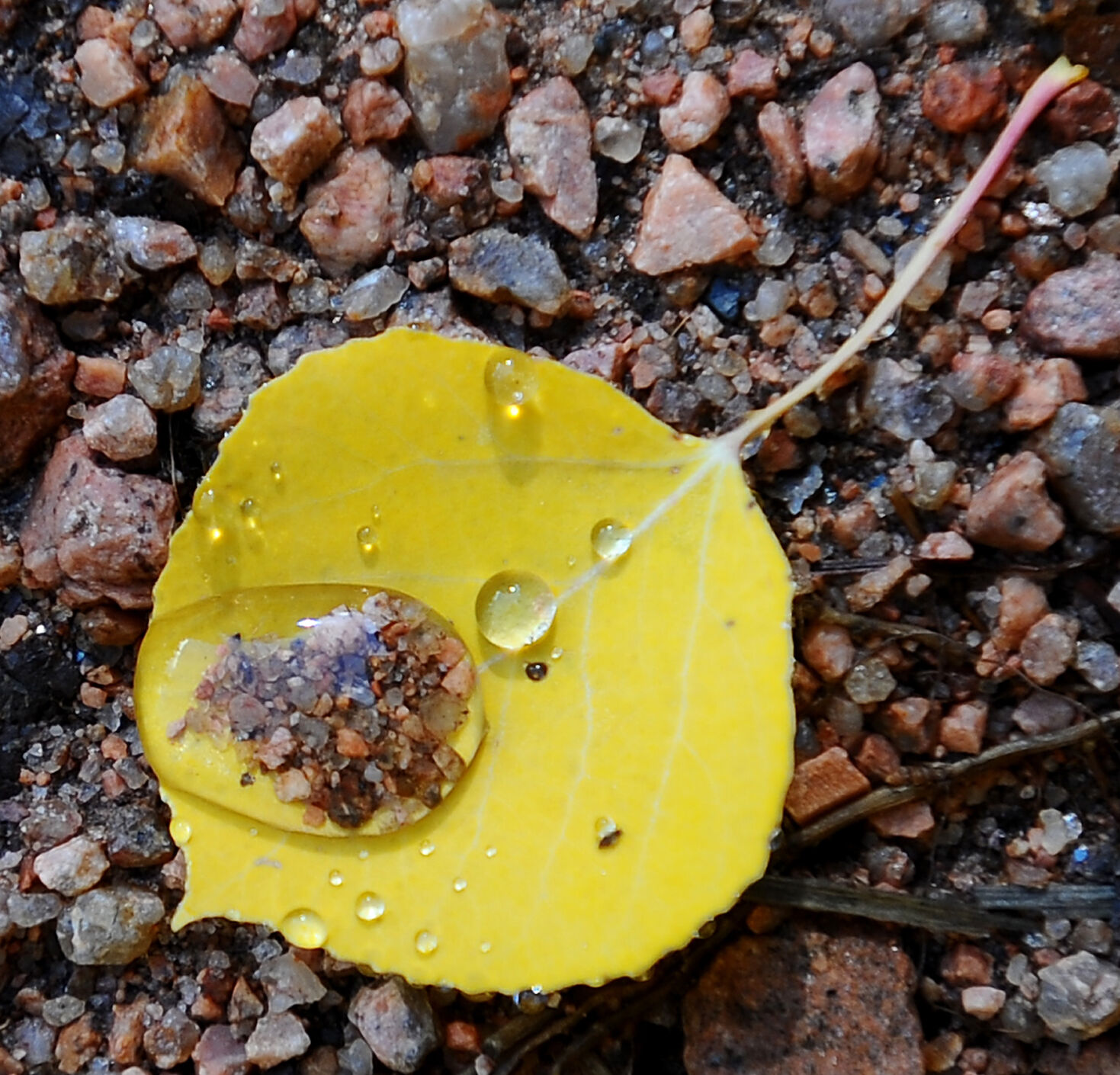 A water droplet filled with Pikes Peak granite lies on a freshly fallen aspen leaf near The Crags on the back side of Pikes Peak on Sept. 13, 2012. (Christian murdock)
