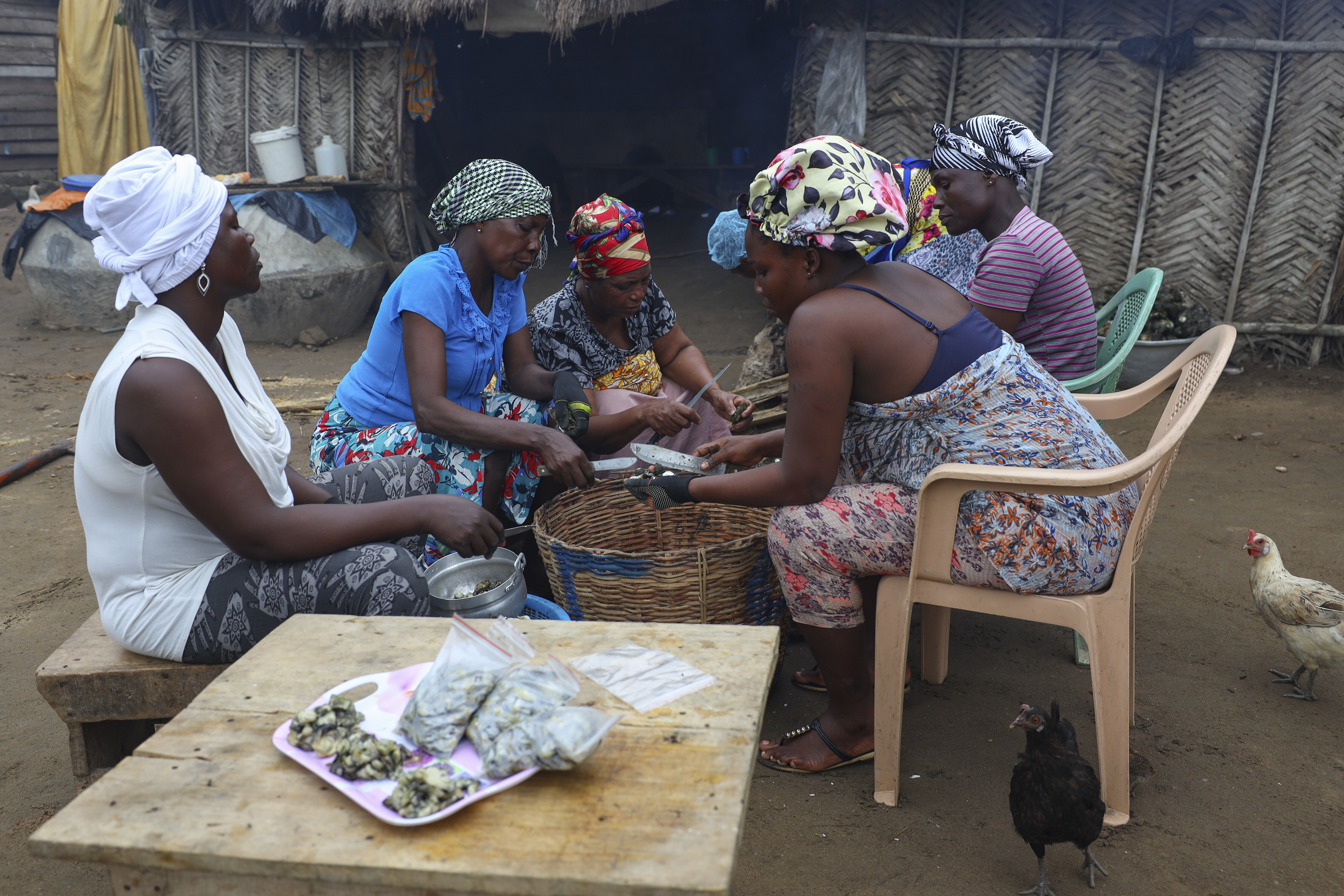 Women prepare freshly cooked oysters in Tsokomey, Ghana, Aug. 6, 2025. (Misper Apawu - AP)