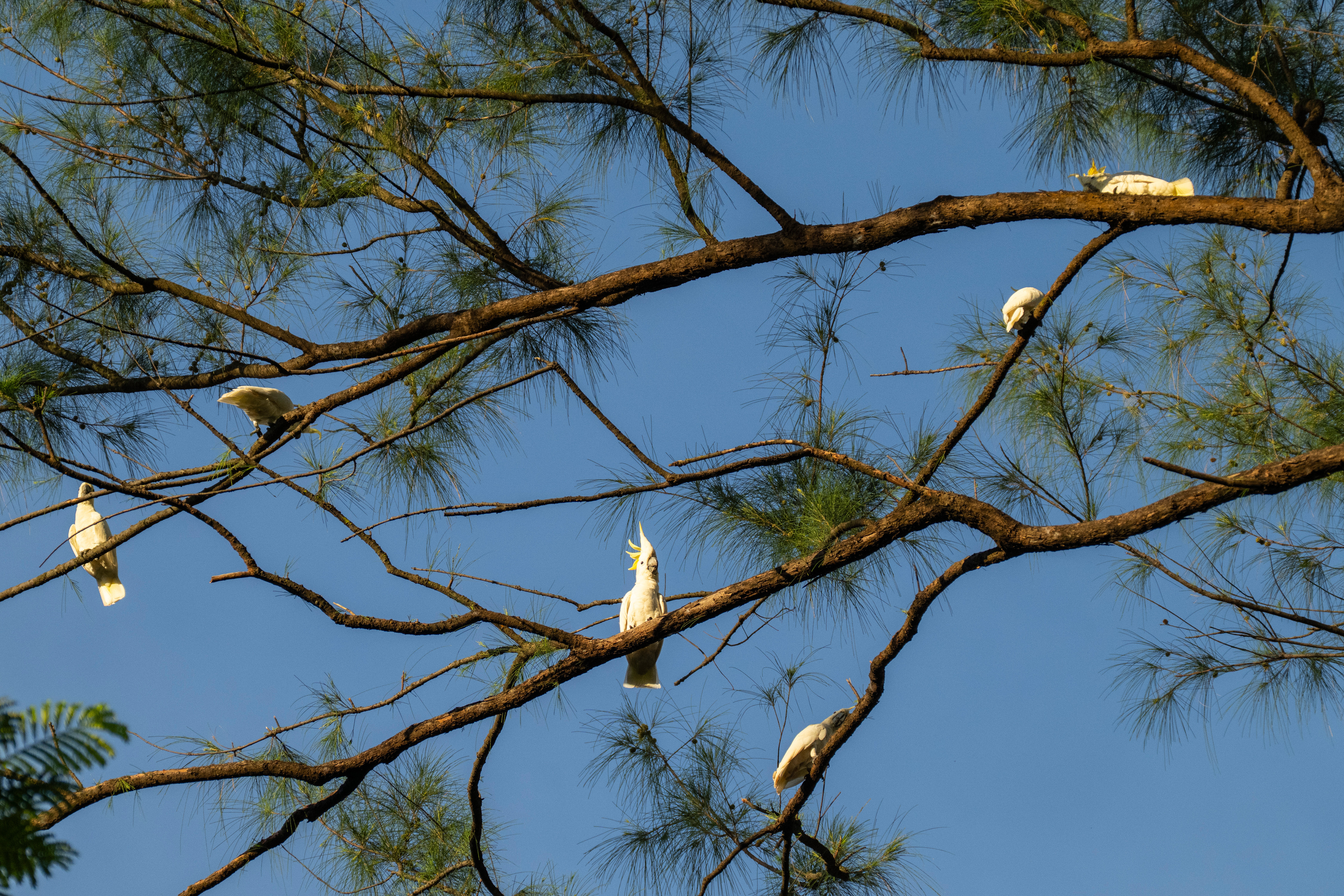 A group of wild yellow-crested cockatoos perch on a tree in Victoria Park in Hong Kong, on Aug. 22, 2025. (Chan Long Hei - AP)