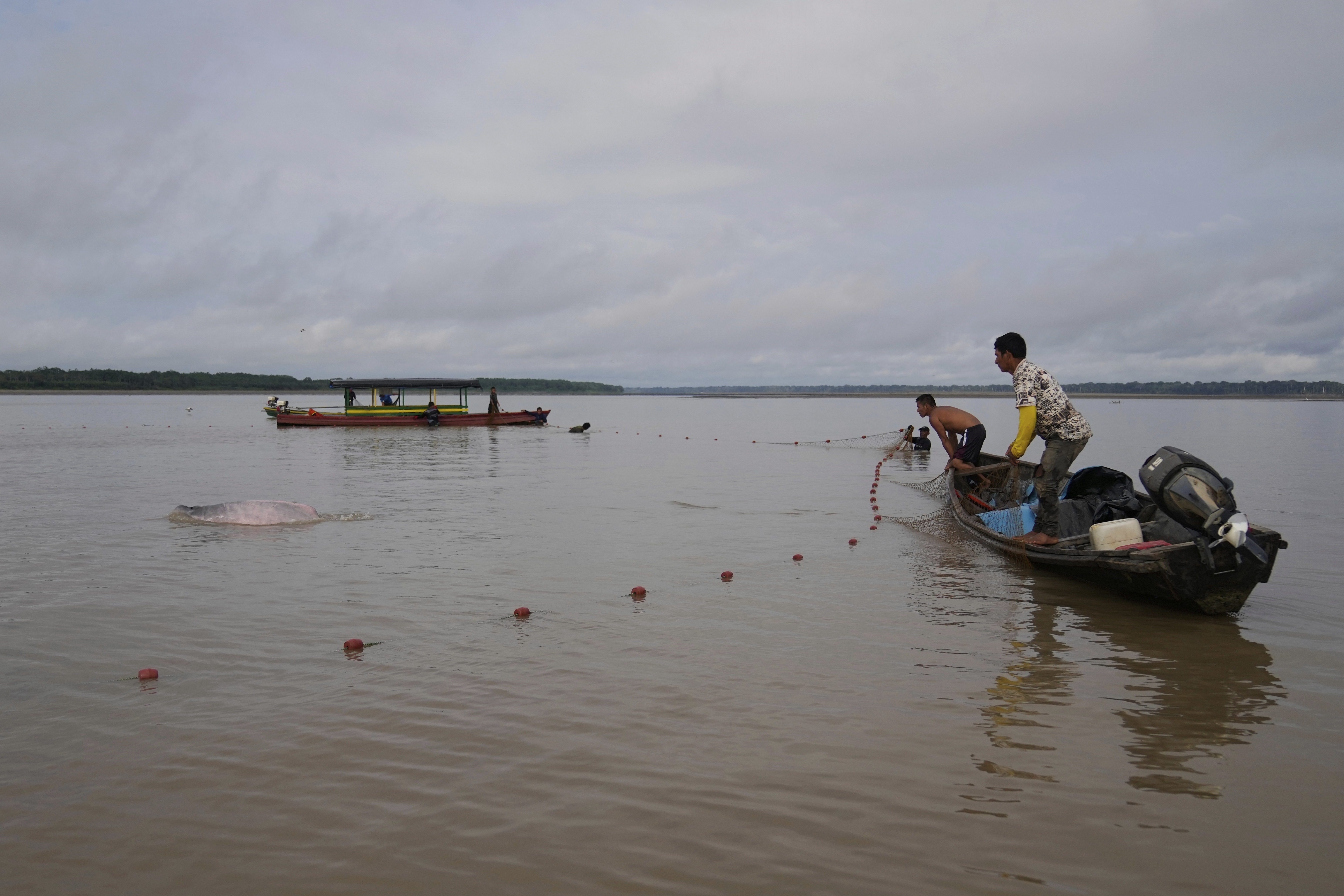 Fishers help scientists and veterinarians to capture pink river dolphins in the Amazon River for health checks in Puerto Narino, Colombia, Sunday, Sept. 7, 2025. (Fernando Vergara - AP)