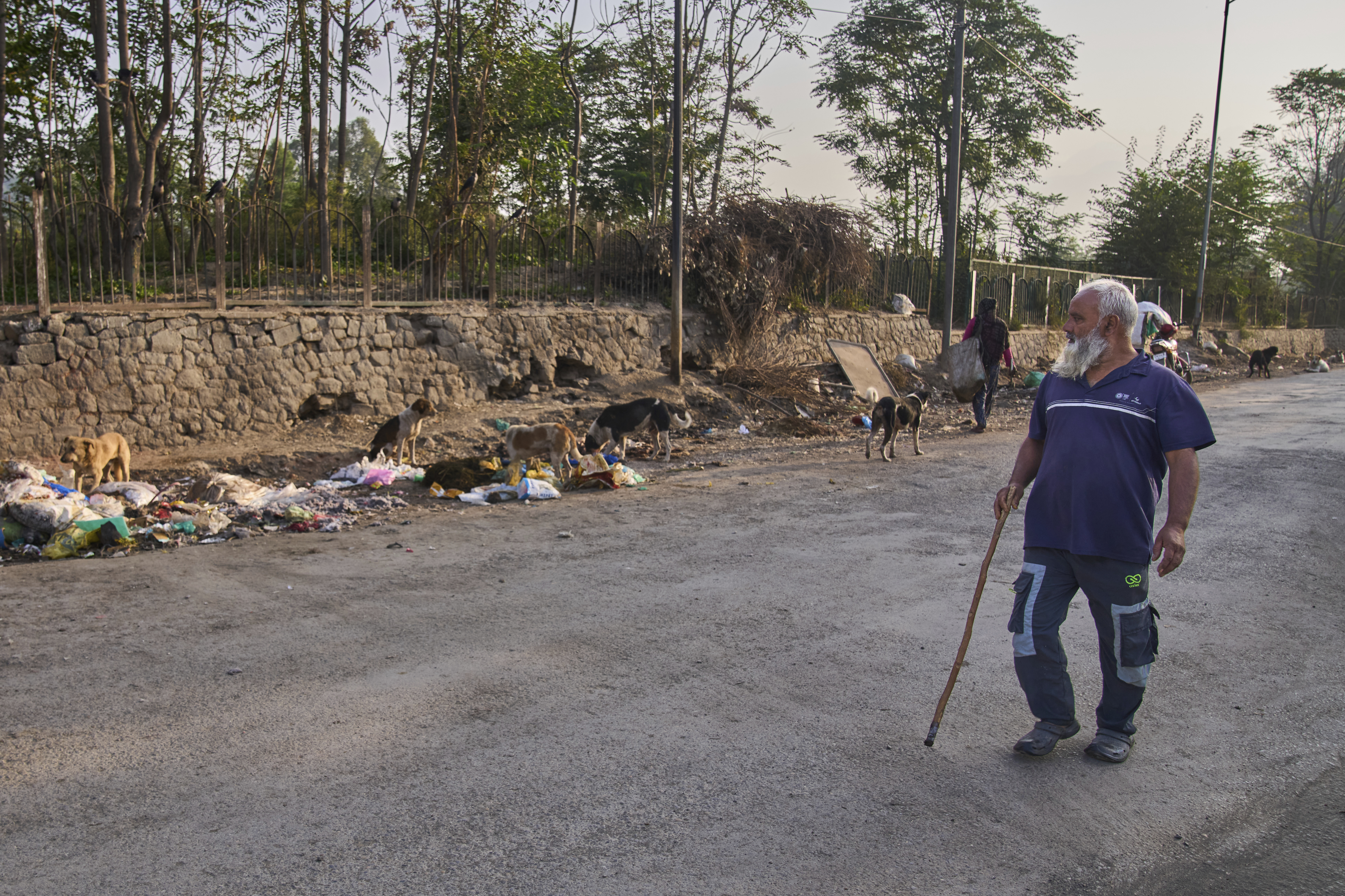 Feroz Ahmed carries a stick as a safety measure from stray dogs as he walks past them early in the morning in Srinagar, Indian controlled Kashmir, Friday, Sept. 19, 2025. (Dar Yasin - AP)