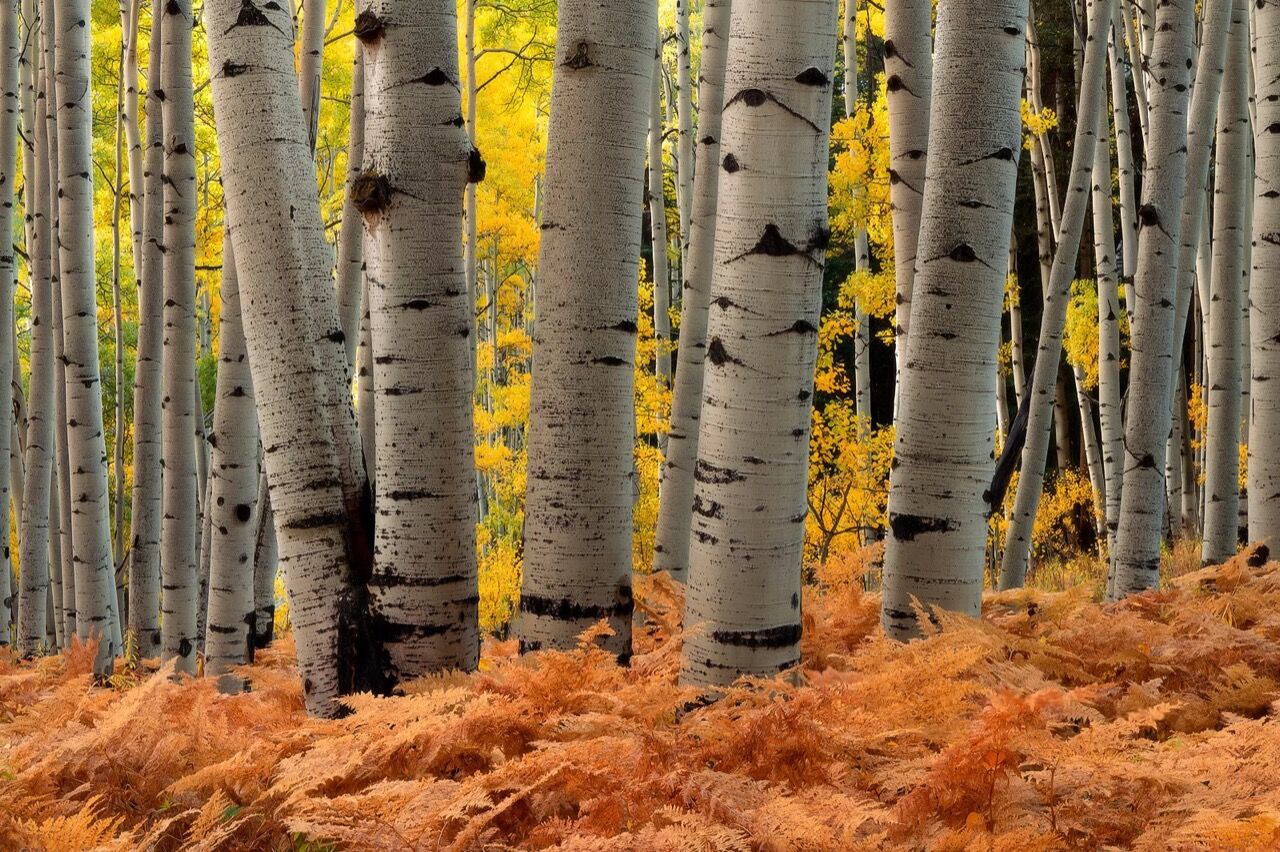 Aspen trunks against ferns. Photo by Kane Engelbert, kaephotography.com
