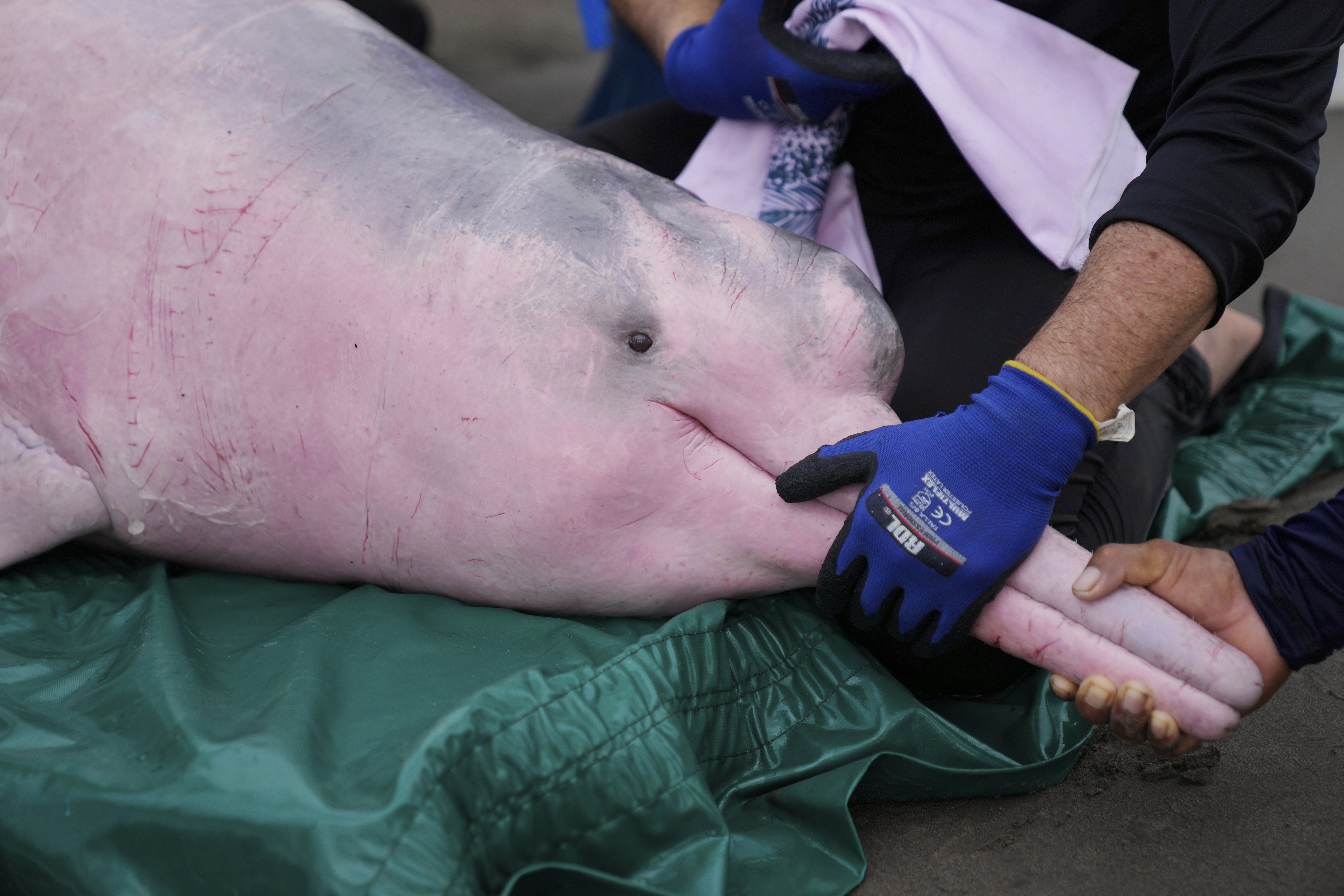 Scientists and veterinarians examine a pink river dolphin in Puerto Narino, Colombia, Sunday, Sept. 7, 2025. (Fernando Vergara - AP)