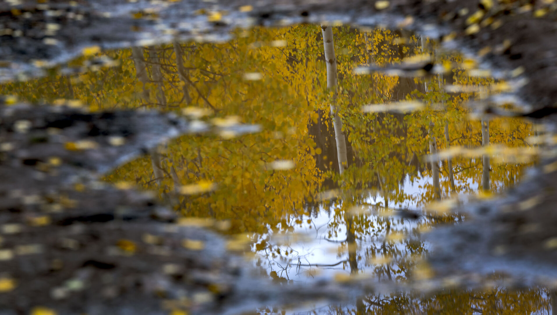 A mud puddle reflects the turning aspens on Kebler Pass west of Crested Butte, Colo., Tuesday, Oct. 3, 2023. (The Gazette, Christian Murdock) (Christian Murdock/The Gazette)