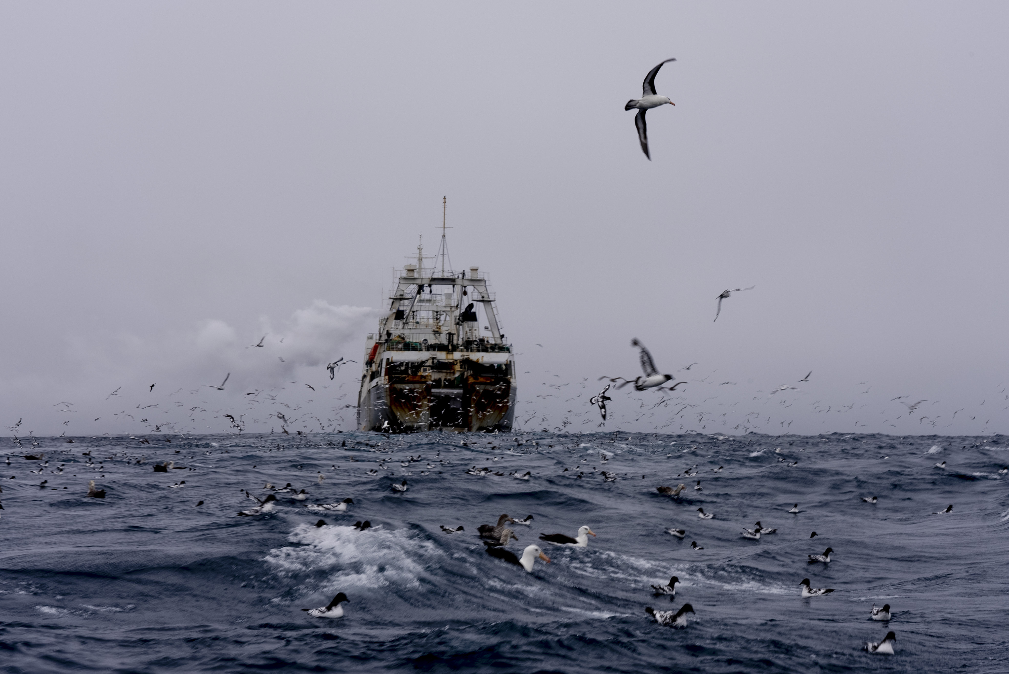 FILE - China's Long Fa fishing vessel is followed by flocks of seabirds in the Southern Ocean off the coast of the South Orkney Islands, north of the Antarctic Peninsula, on March 10, 2023. (David Keyton - AP)