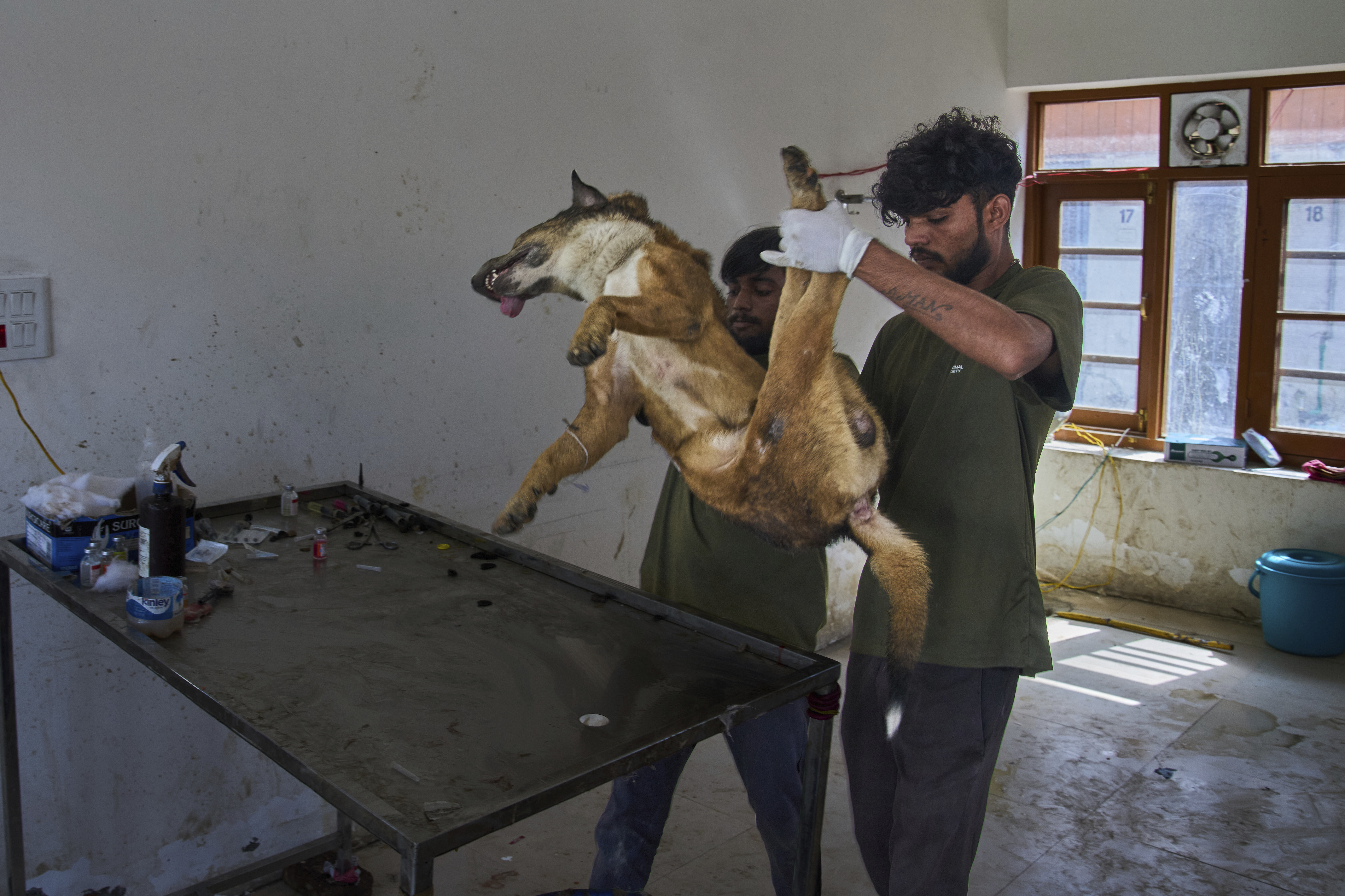 Volunteers from an animal welfare organization prepare a stray dog for sterilization at a veterinary hospital in Srinagar, Indian controlled Kashmir, Tuesday, Sept. 16, 2025. (Dar Yasin - AP)
