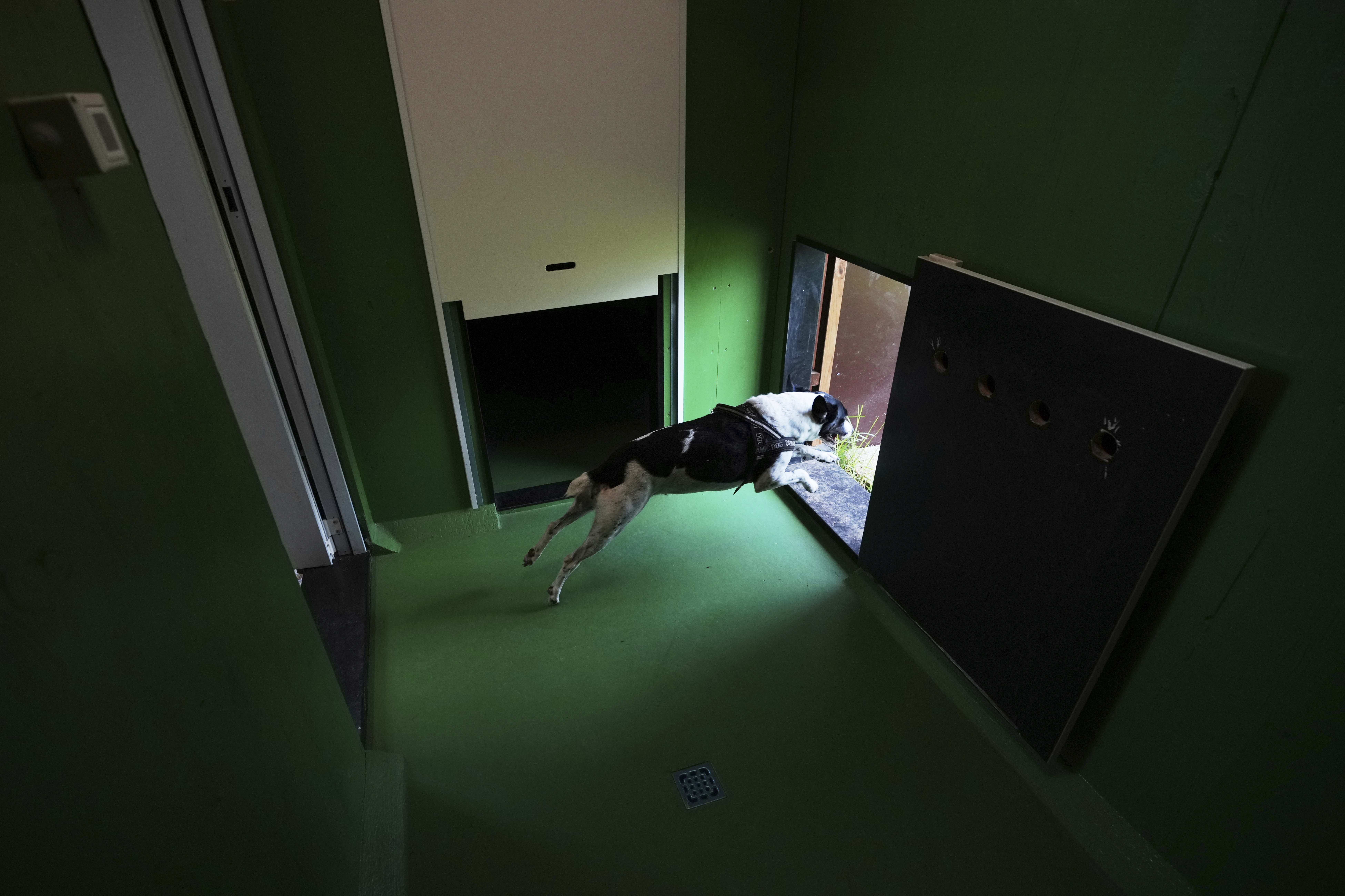 A dog named Zoe, runs out from one of the rooms of the Dog Relais, a hotel for dogs at Rome's Fiumicino International Airport, Wednesday, Sept. 17, 2025. (Alessandra Tarantino - AP)