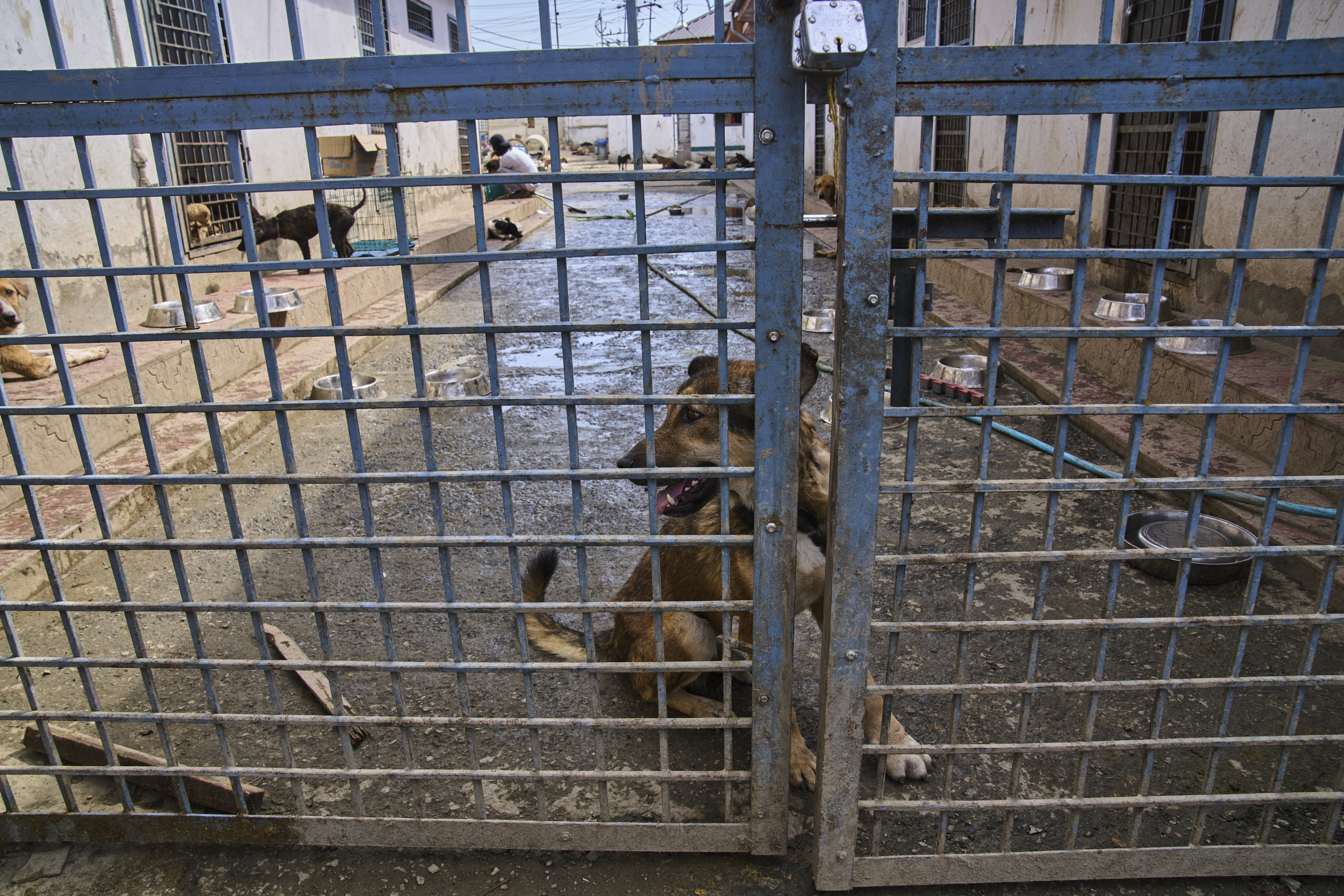Stray dogs rest as they recover after a sterilization procedure in a shelter outside a veterinary hospital in Srinagar, Indian controlled Kashmir, Tuesday, Sept. 16, 2025. (Dar Yasin - AP)