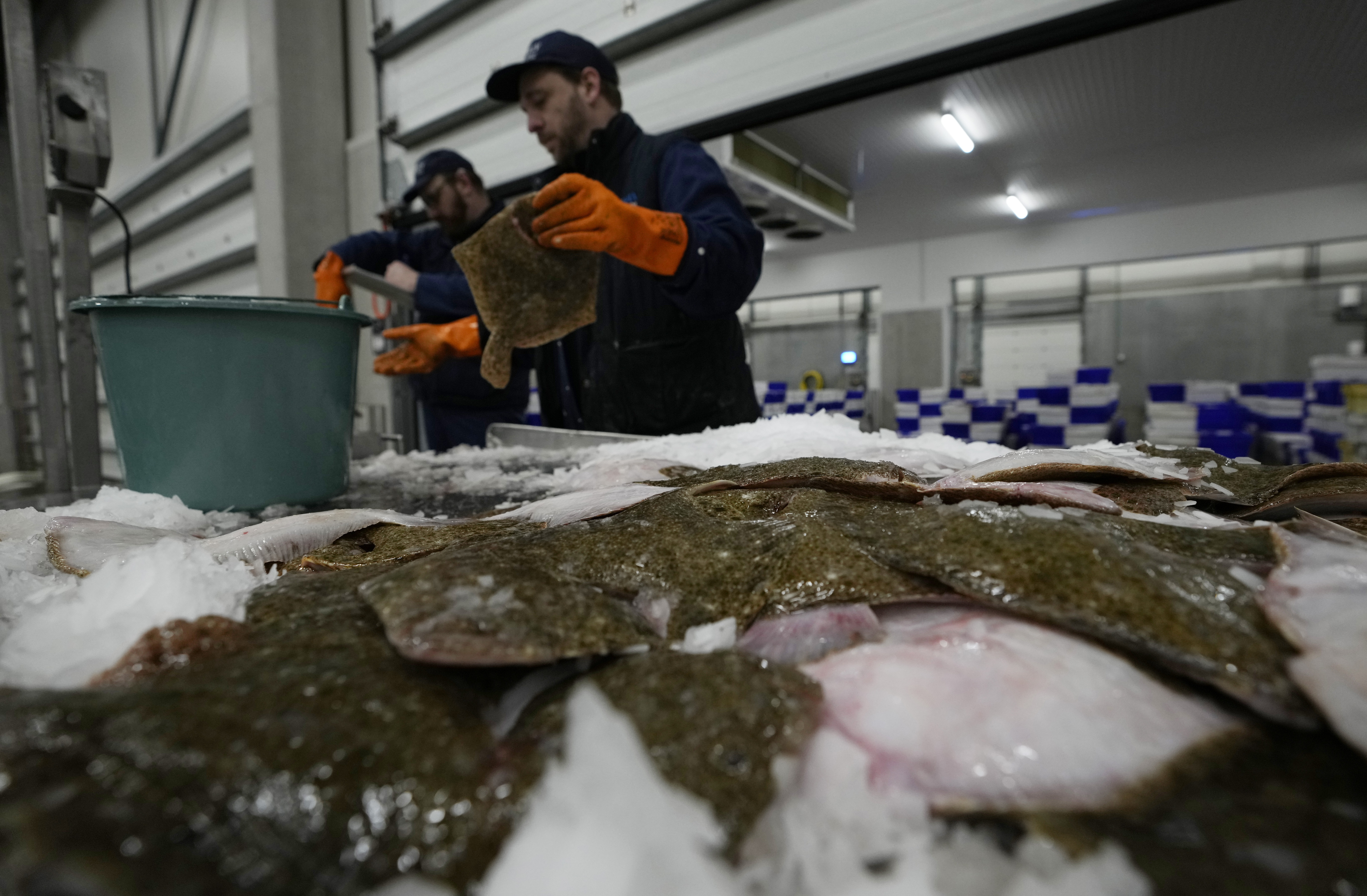 FILE - A worker checks the quality of fish during the morning seafood auction in Ostend, Belgium, Friday, Feb. 11, 2022. (Virginia Mayo - AP)