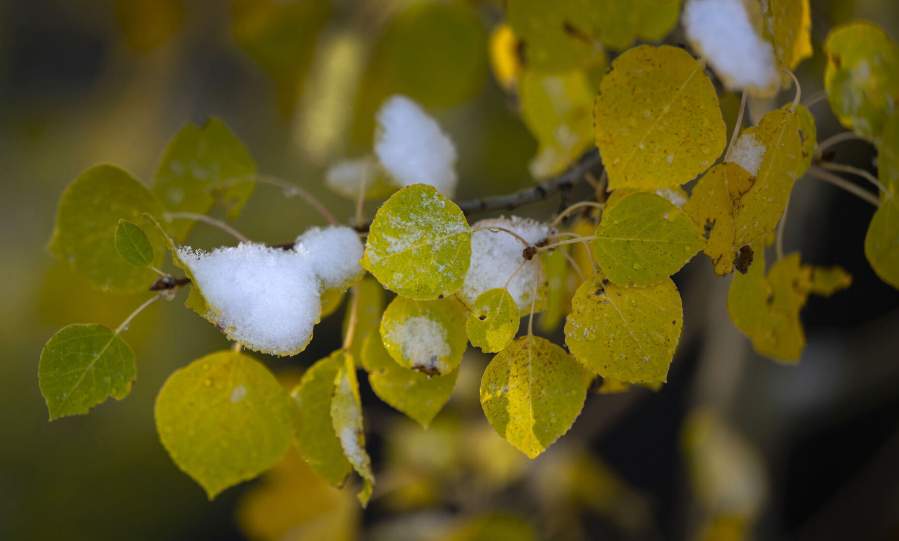 Snow covers the turning aspens on the westside of Cottonwood Pass Tuesday, Oct. 3, 2023, near Buena Vista, Colo. (The Gazette, Christian Murdock) (Christian Murdock/The Gazette)