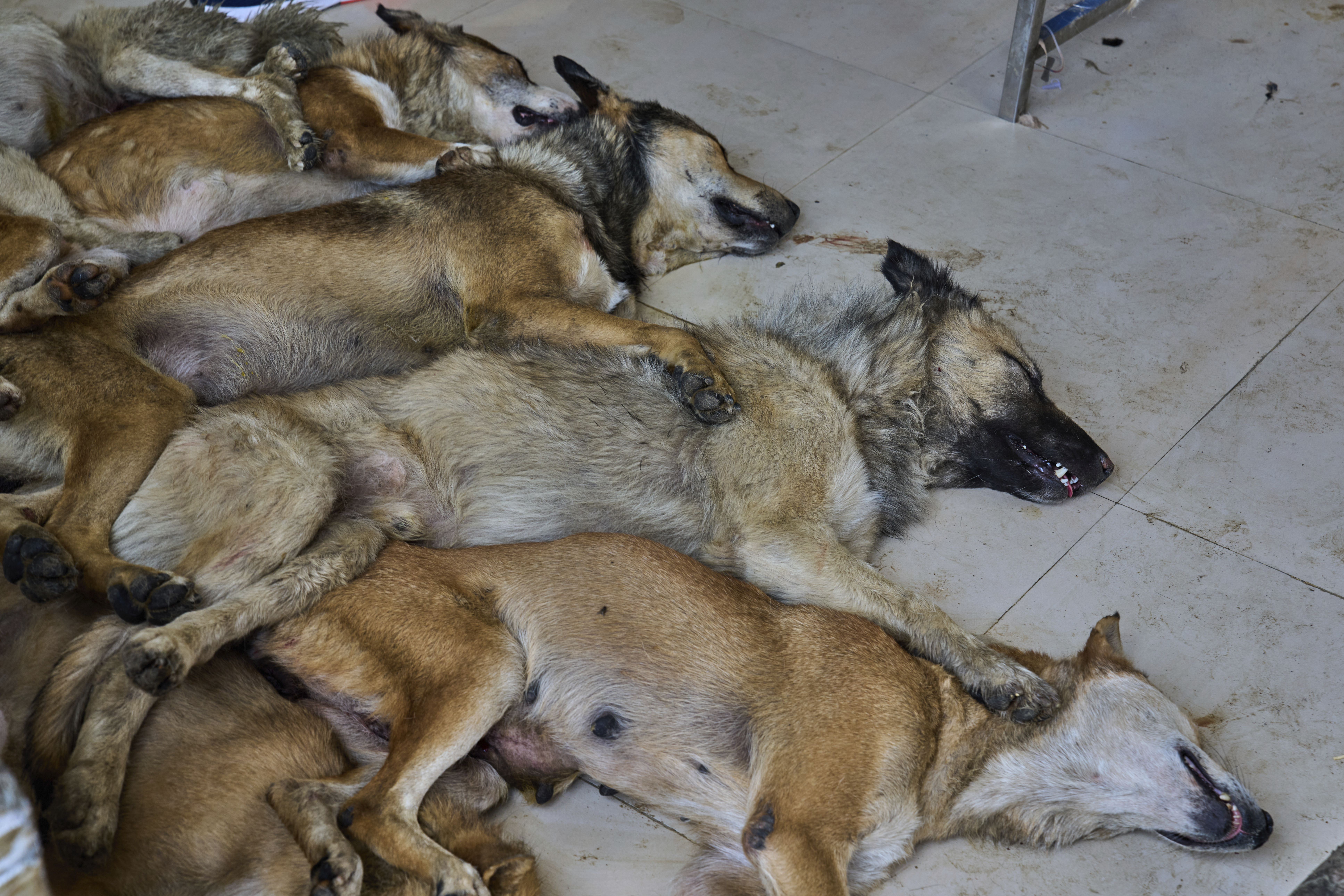 A pack of stray dogs lie unconscious on the floor of an operation theater after undergoing sterilization procedures at a veterinary hospital in Srinagar, Indian controlled Kashmir, Tuesday, Sept. 16, 2025. (Dar Yasin - AP)