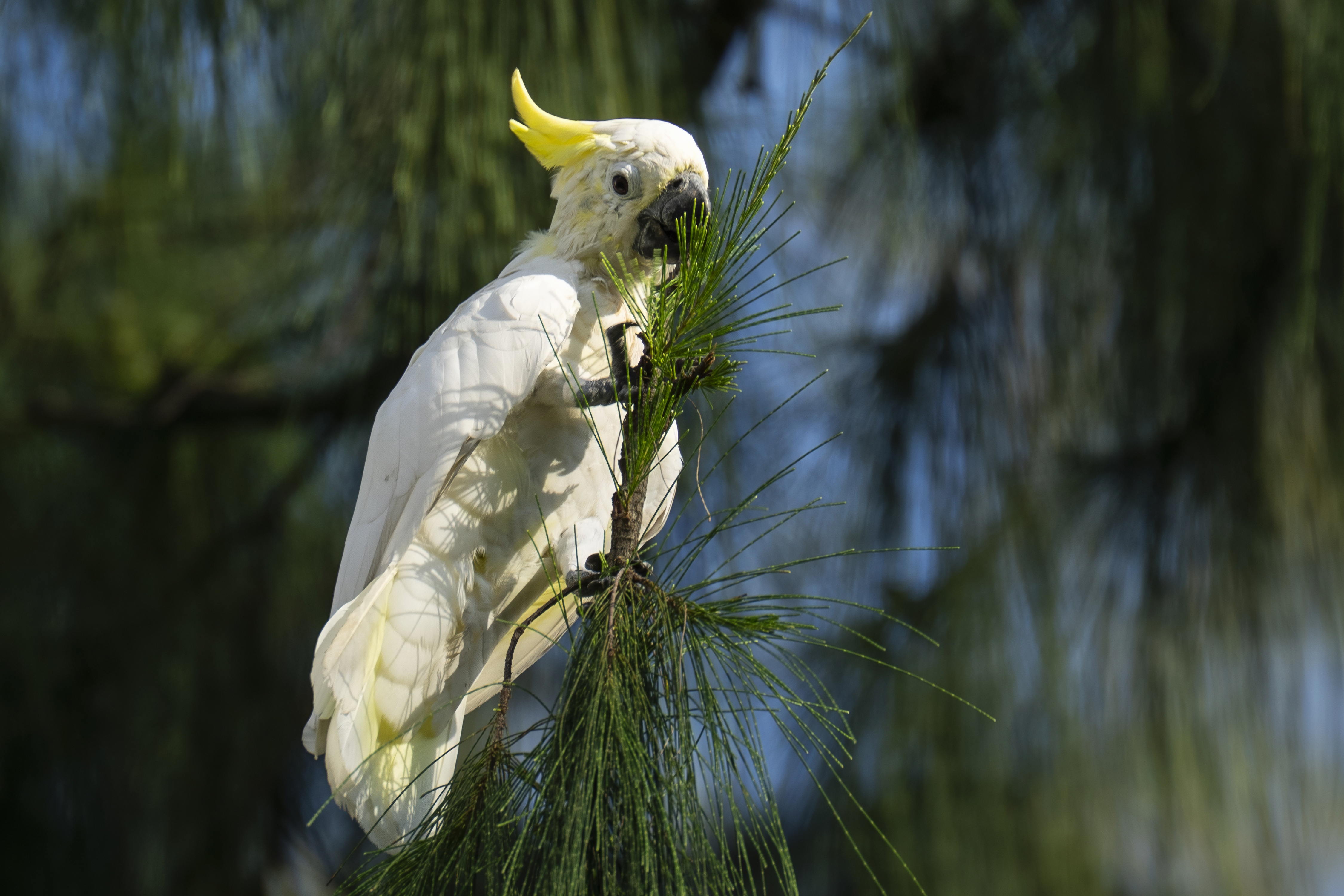 One of the rarest birds in the world finds a city sanctuary in Hong Kong