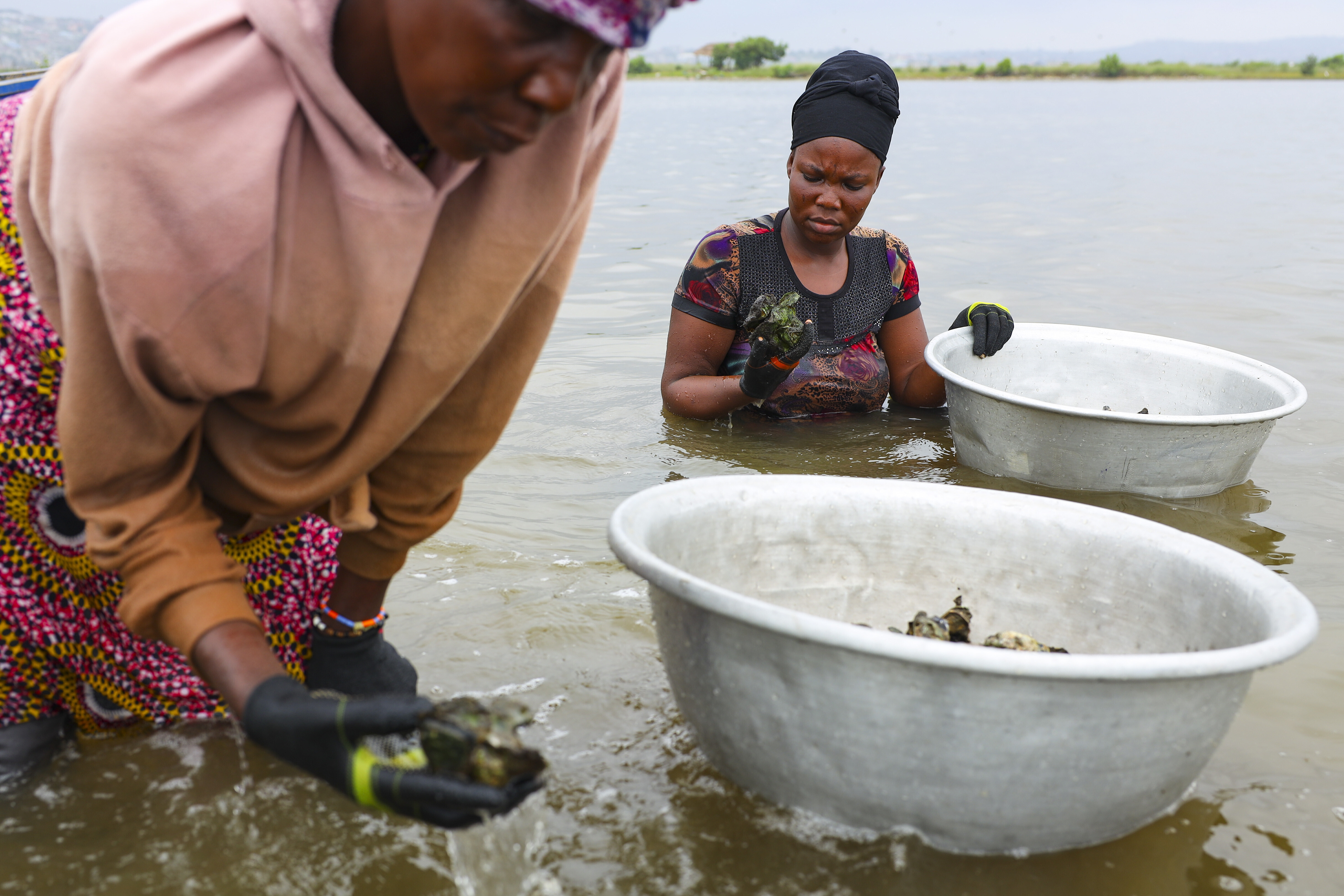 Beatrice Nutekpor and her daughter Celestine harvest oysters in the Densu estuary in Tsokomey, Ghana, Aug. 6, 2025. (Misper Apawu - AP)