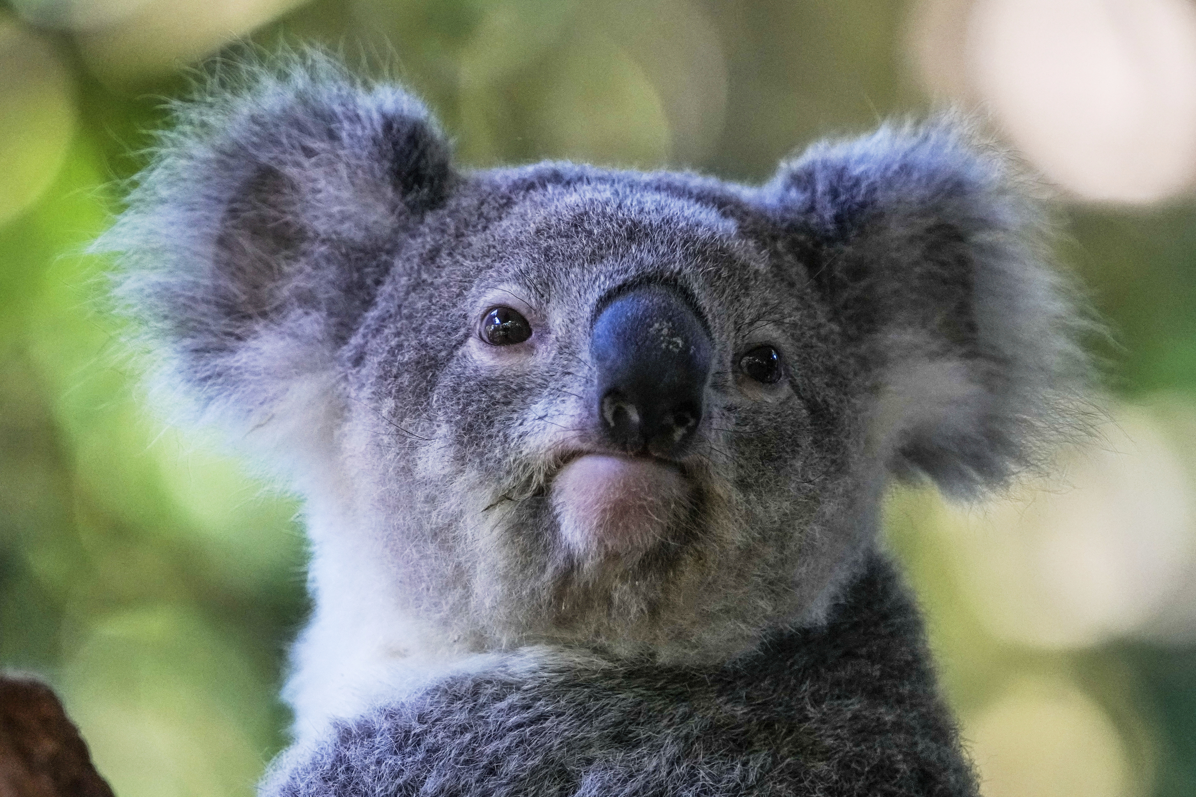 FILE - A koala sits in a tree at a koala park in Sydney, Australia, May 5, 2023. (Mark Baker - AP)