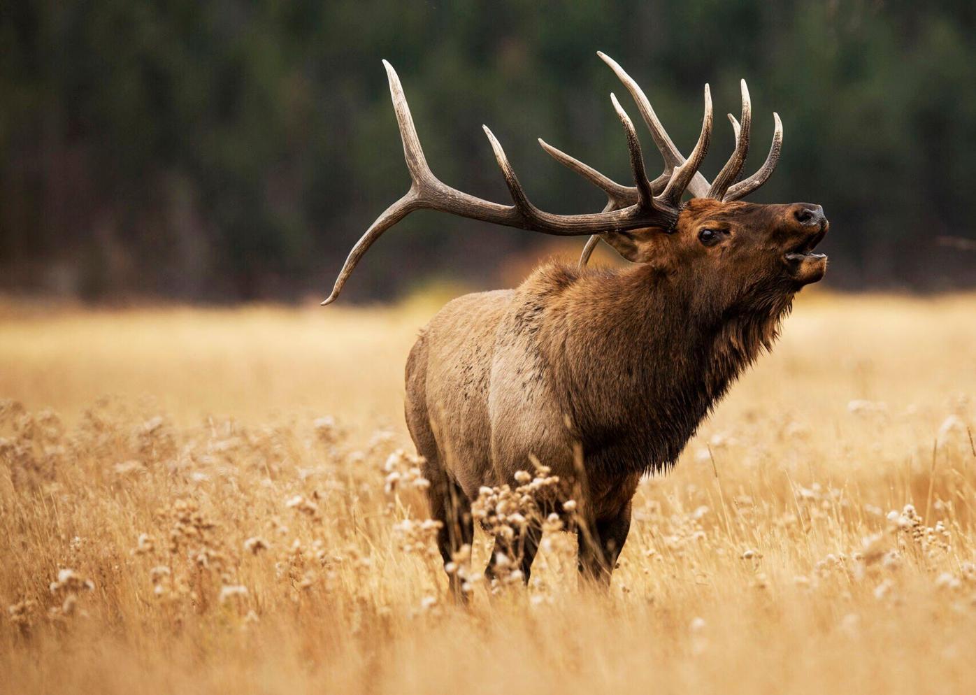 ‘Wildlife soap opera:’ Here’s what to know ahead of Colorado’s elk rut