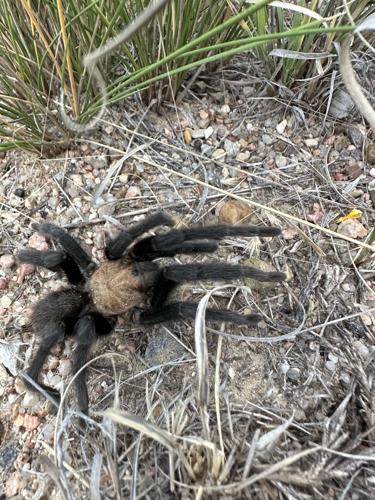Tarantula Festival in La Junta: What to know before you go
