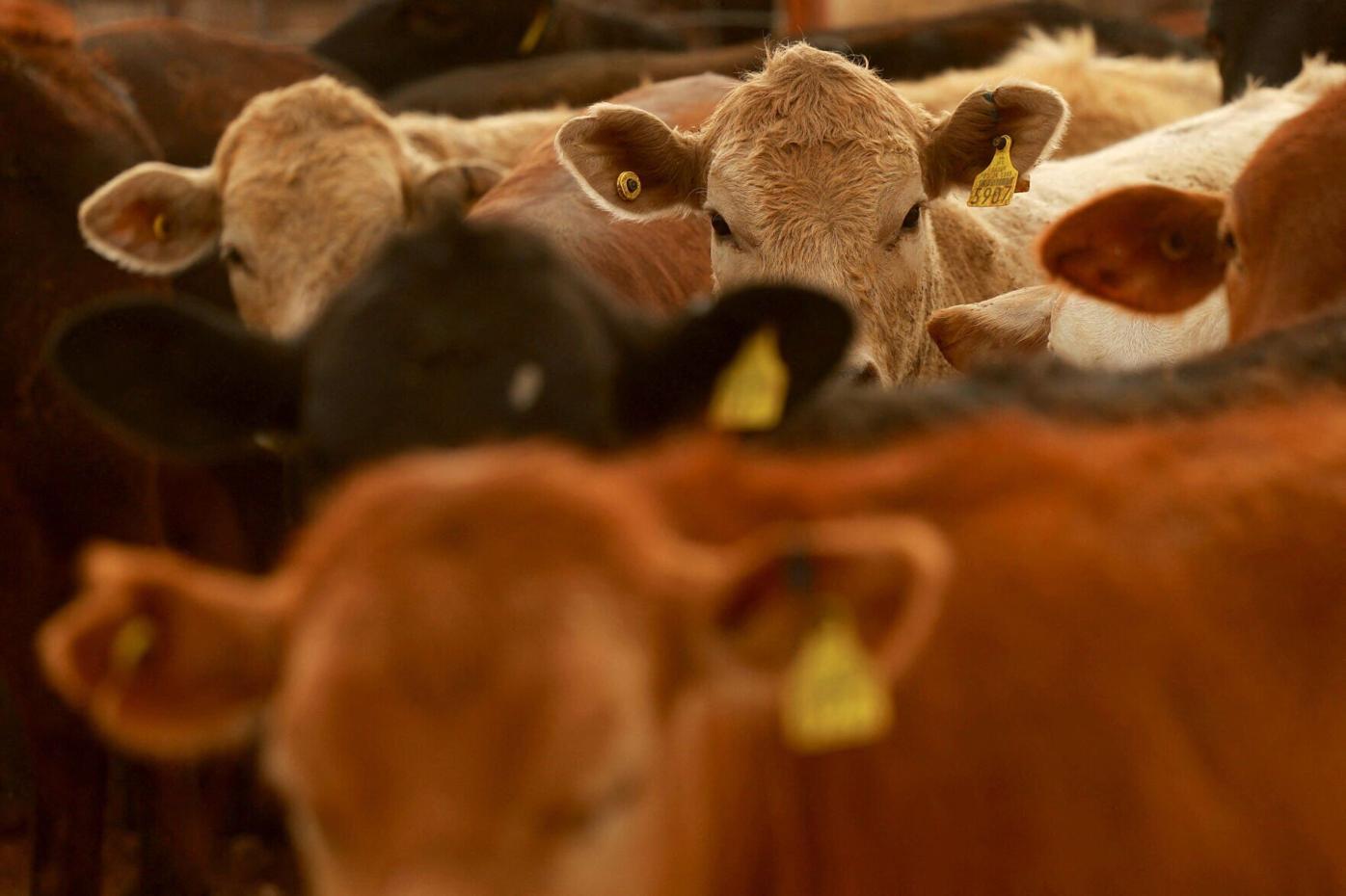 FILE PHOTO: U.S. Resumes Mexican Cattle Imports After Temporary Suspension (copy) (copy)