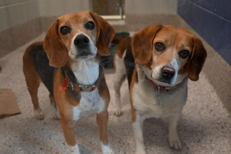 Riverdale Animal Shelter 2
