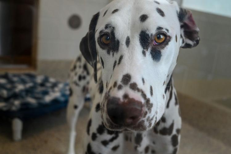 Riverdale Animal Shelter 3