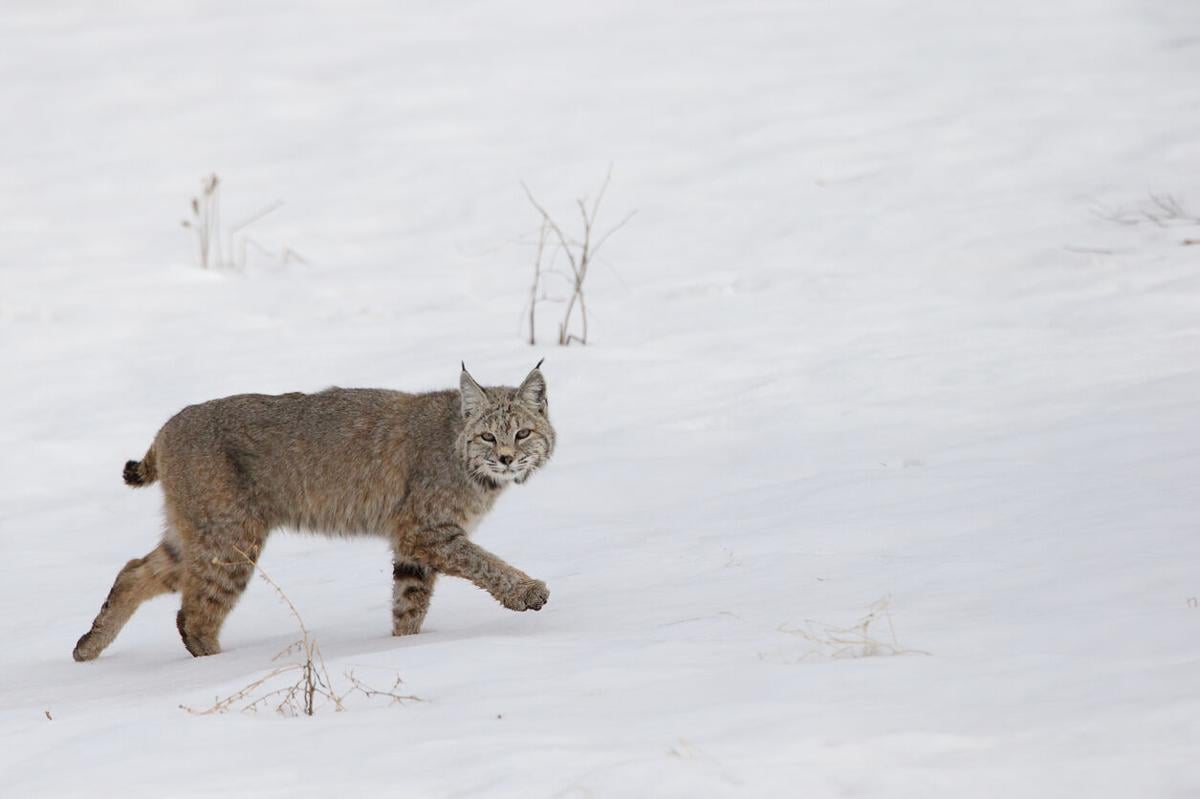 Bobcat spotted in backyard of Douglas County home