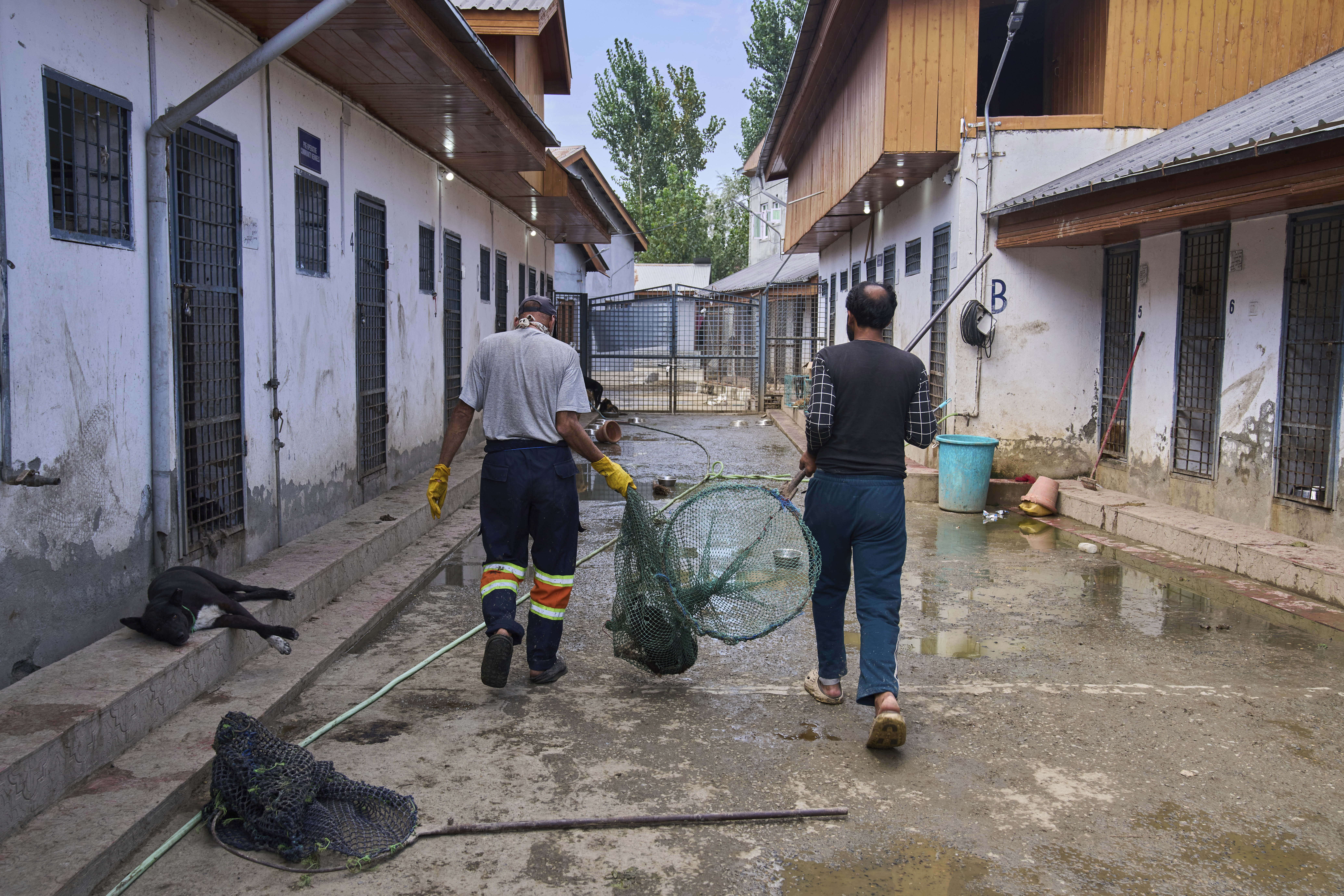 Municipal workers carry a sterilized stray dog in a net before releasing it back from a veterinary hospital, in Srinagar, Indian controlled Kashmir, Tuesday, Sept. 16, 2025. (Dar Yasin - AP)