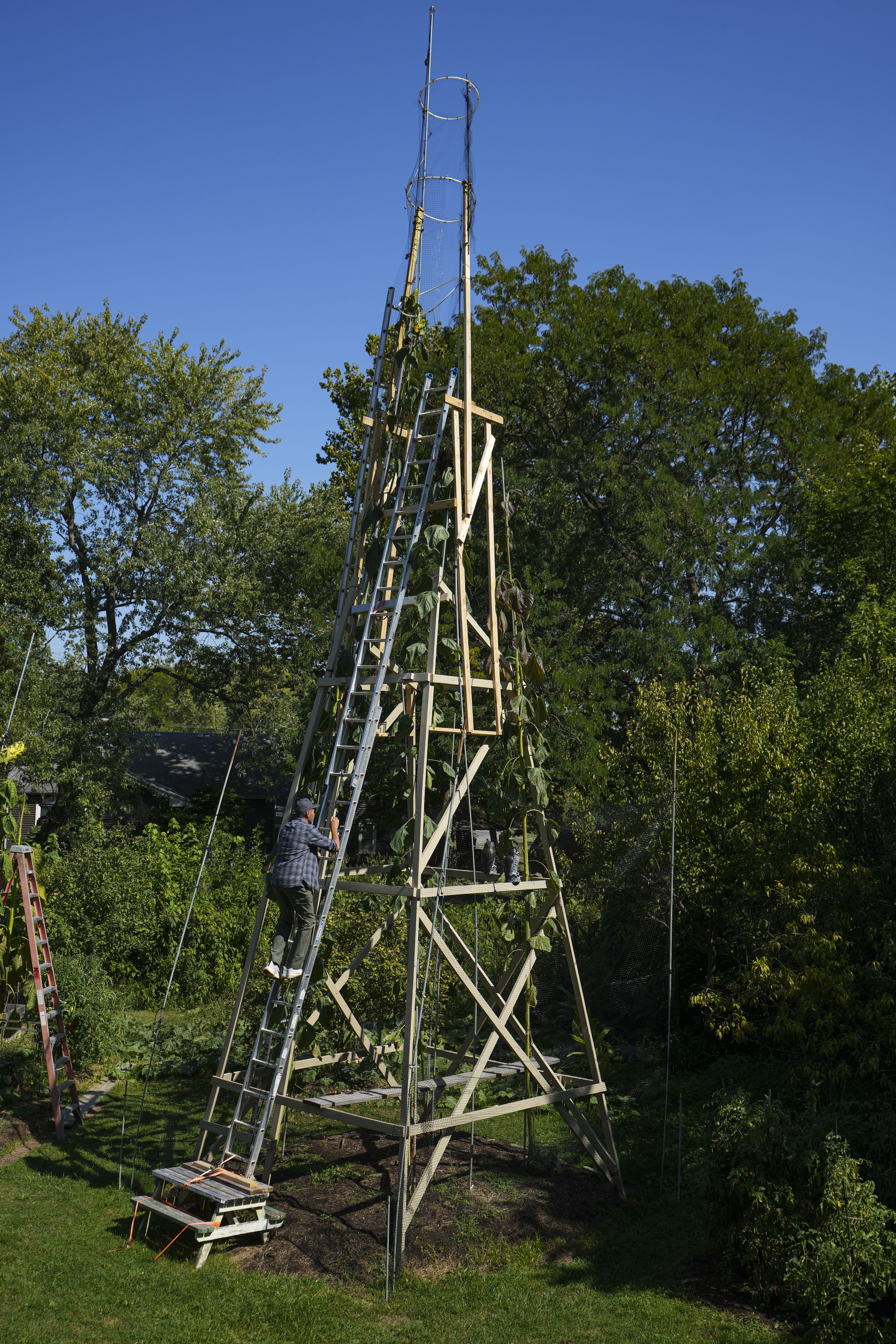 The world’s tallest sunflower blooms in an Indiana backyard as a tribute to Ukraine