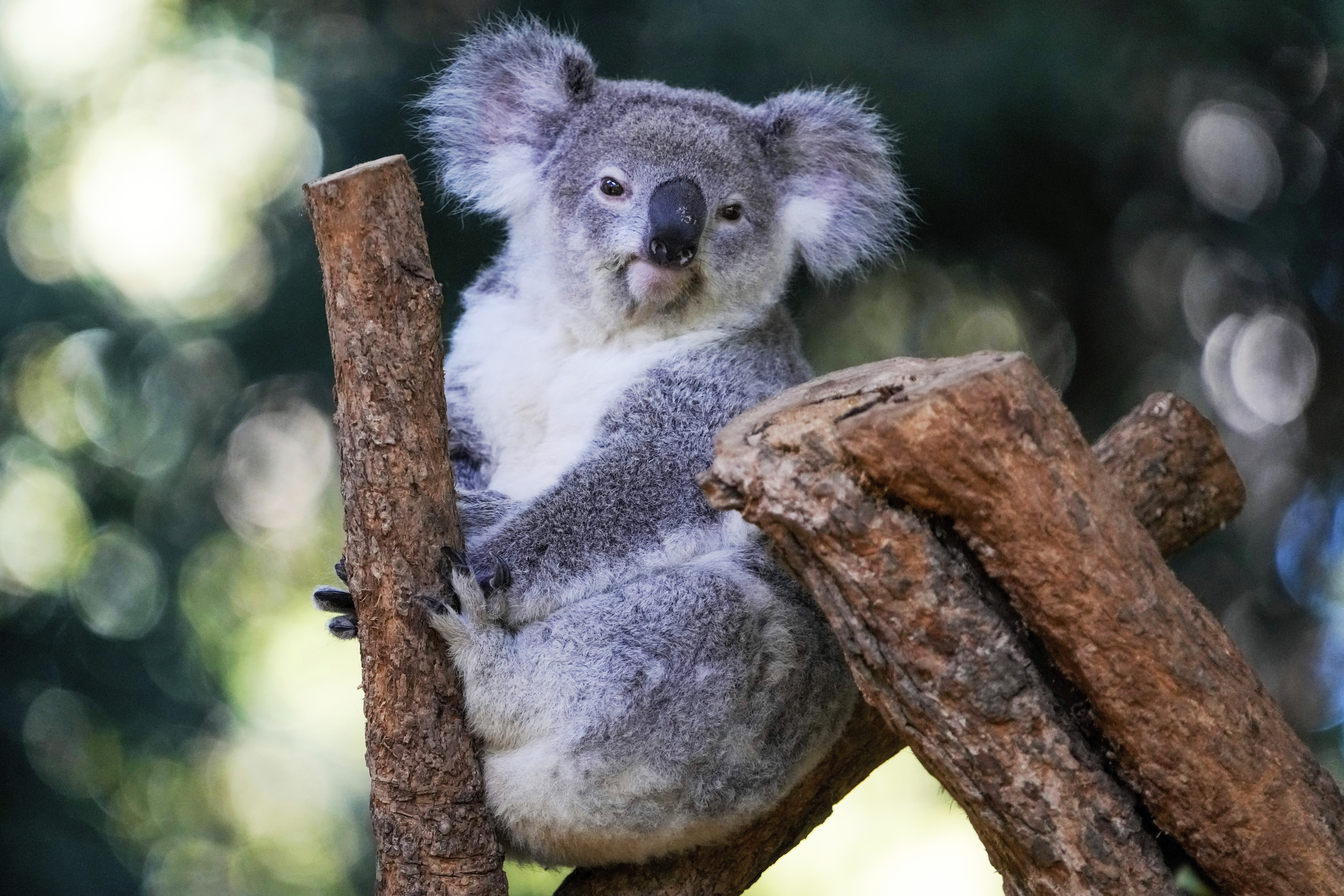 FILE - A koala sits in a tree at a koala park in Sydney, Australia, May 5, 2023. (Mark Baker - AP)