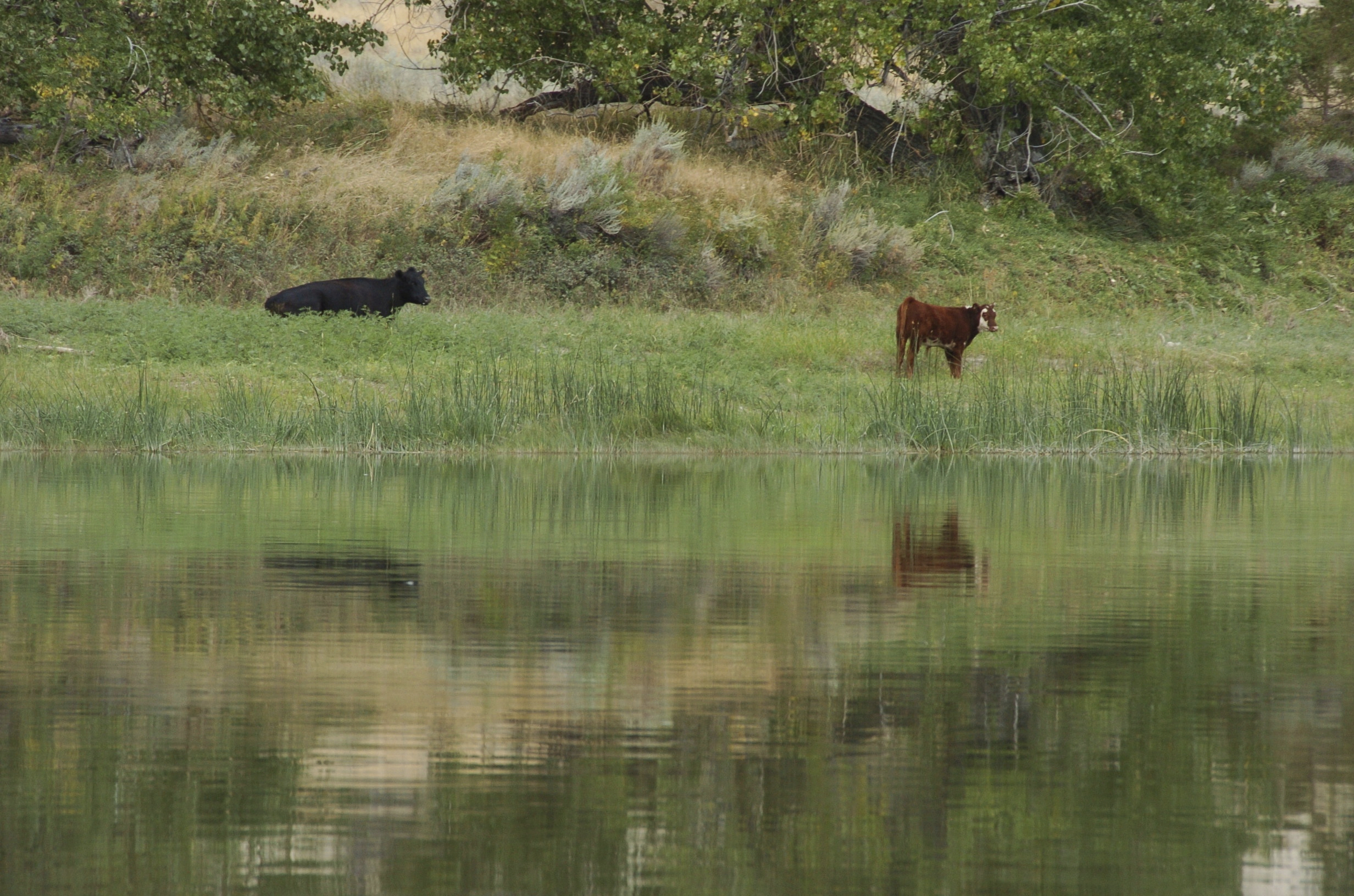 FILE - Cattle graze along a section of the Missouri River that includes the Upper Missouri River Breaks National Monument near Fort Benton, Mont., on Sept. 19, 2011. (Matthew Brown - AP)