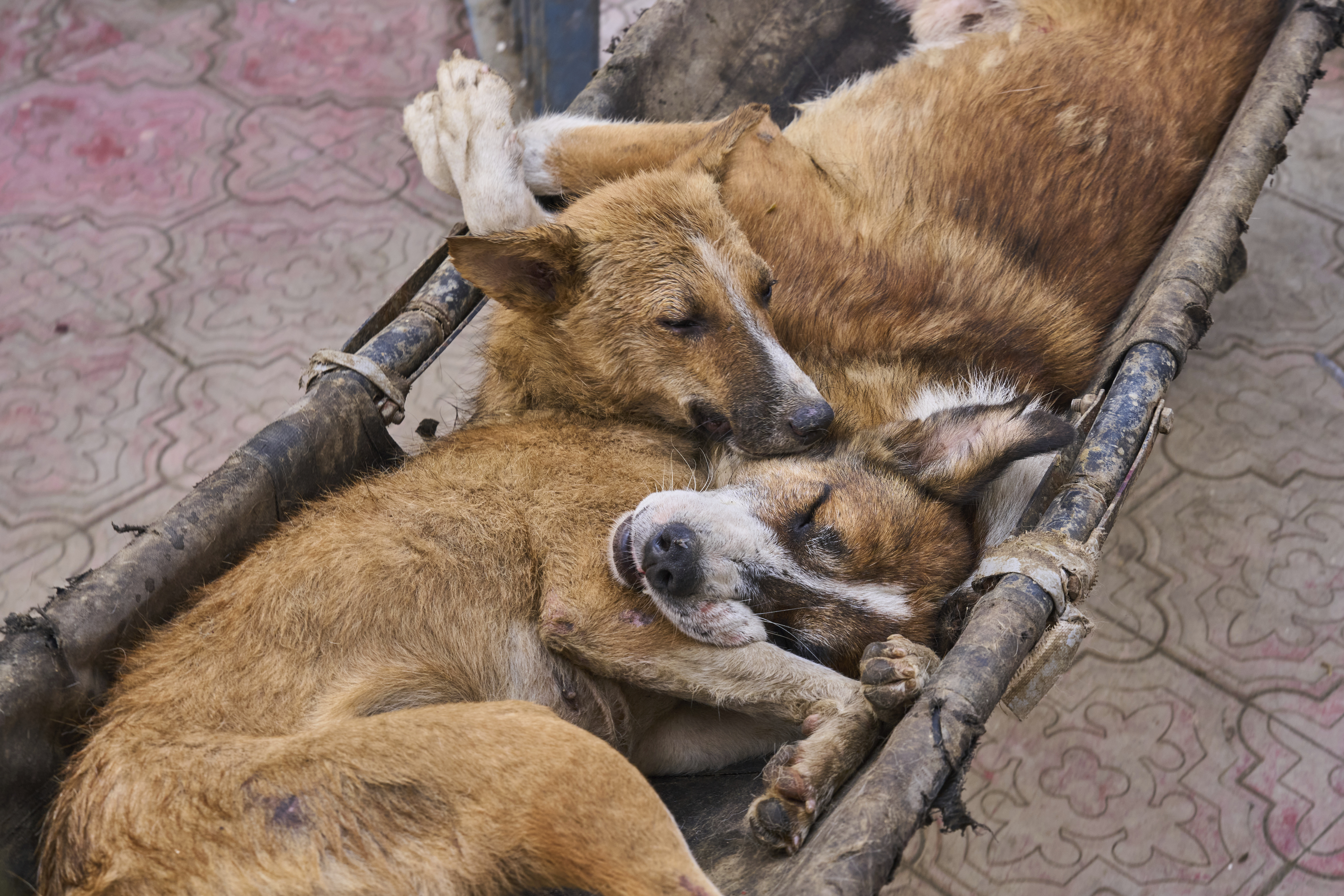 Stray dogs are carried on stretchers after undergoing sterilization at a veterinary hospital in Srinagar, Indian controlled Kashmir, Tuesday, Sept. 16, 2025. (Dar Yasin - AP)