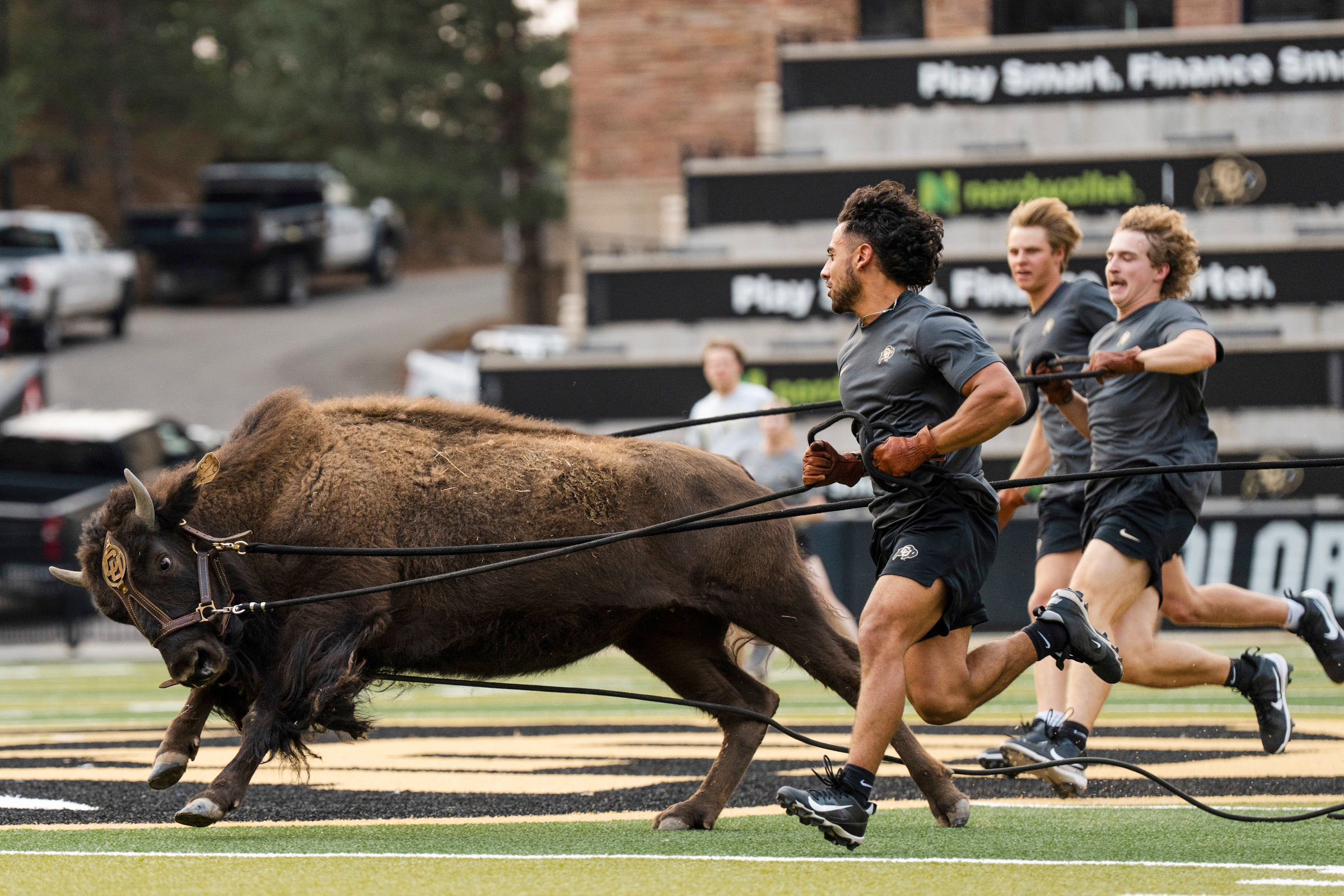 In this image provided by the University of Colorado Athletics, handlers practice with Colorado's new mascot Ralphie VII, a 1-year-old yet-to-be-named bison, Wednesday, Aug. 13, 2025, at Folsom Field in Boulder, Colo. (Uncredited - University of Colorado Athletics)