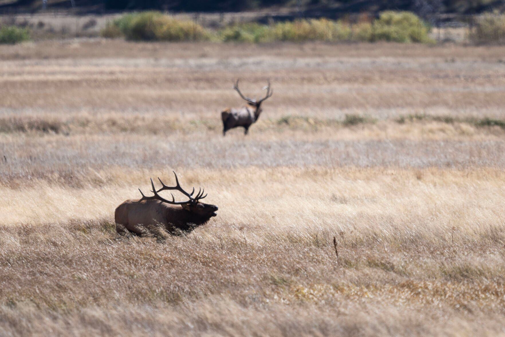 A Bull Elk Bugles in victory after winning a fight against another Bull in a field in Rocky Mountain National Park on Tuesday, Oct. 1, 2024. (Stephen Swofford, Denver Gazette) (StephenSwoffordPhotographerstephen.swofford@gazette.comhttps://secure.gravatar.com/avatar/1ddcaf11c5d70eaa58546ddc4e038687?d=mm&r=g)