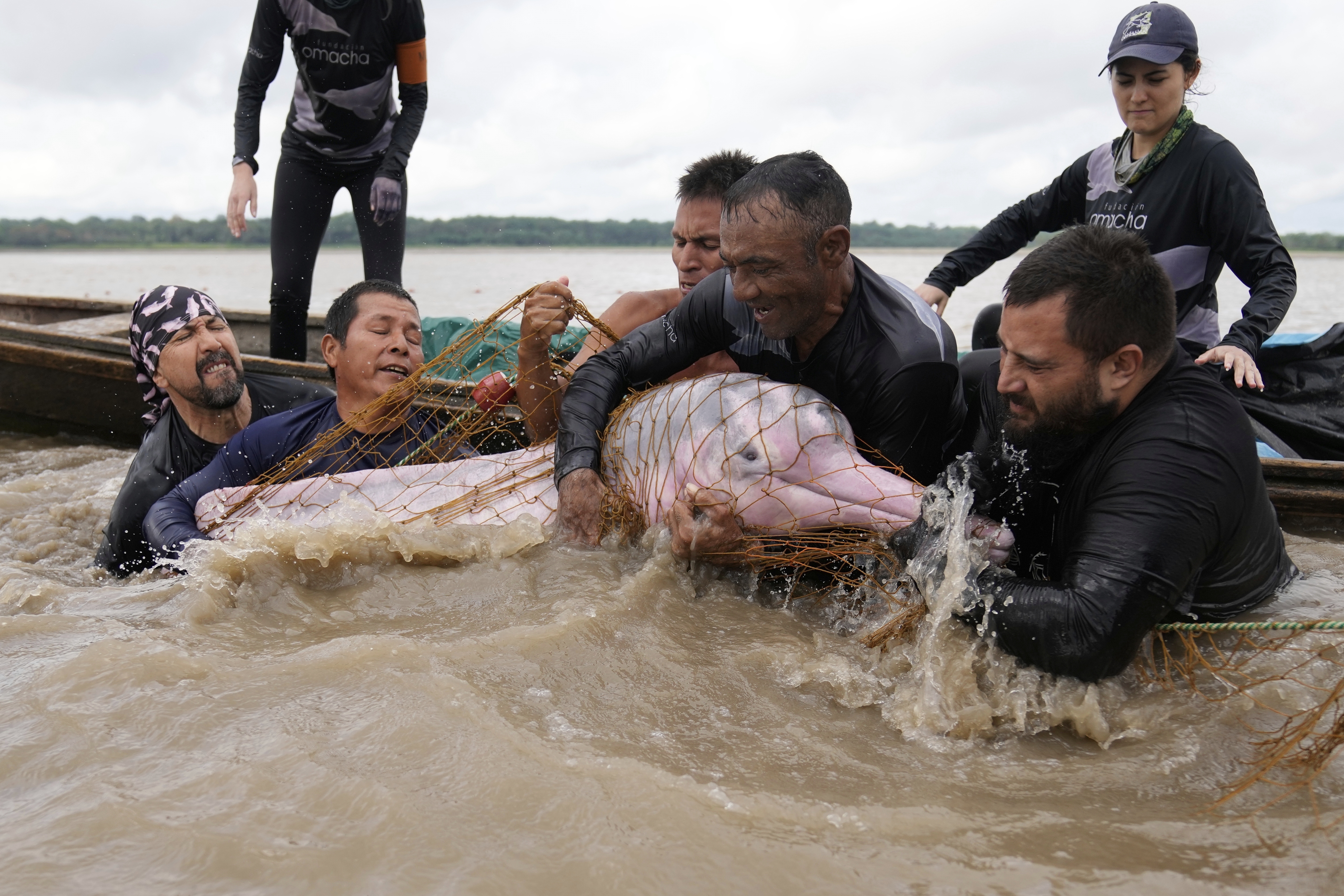 Scientists and veterinarians capture a pink river dolphin in the Amazon River to perform health checks in Puerto Narino, Colombia, Sunday, Sept. 7, 2025. (Fernando Vergara - AP)