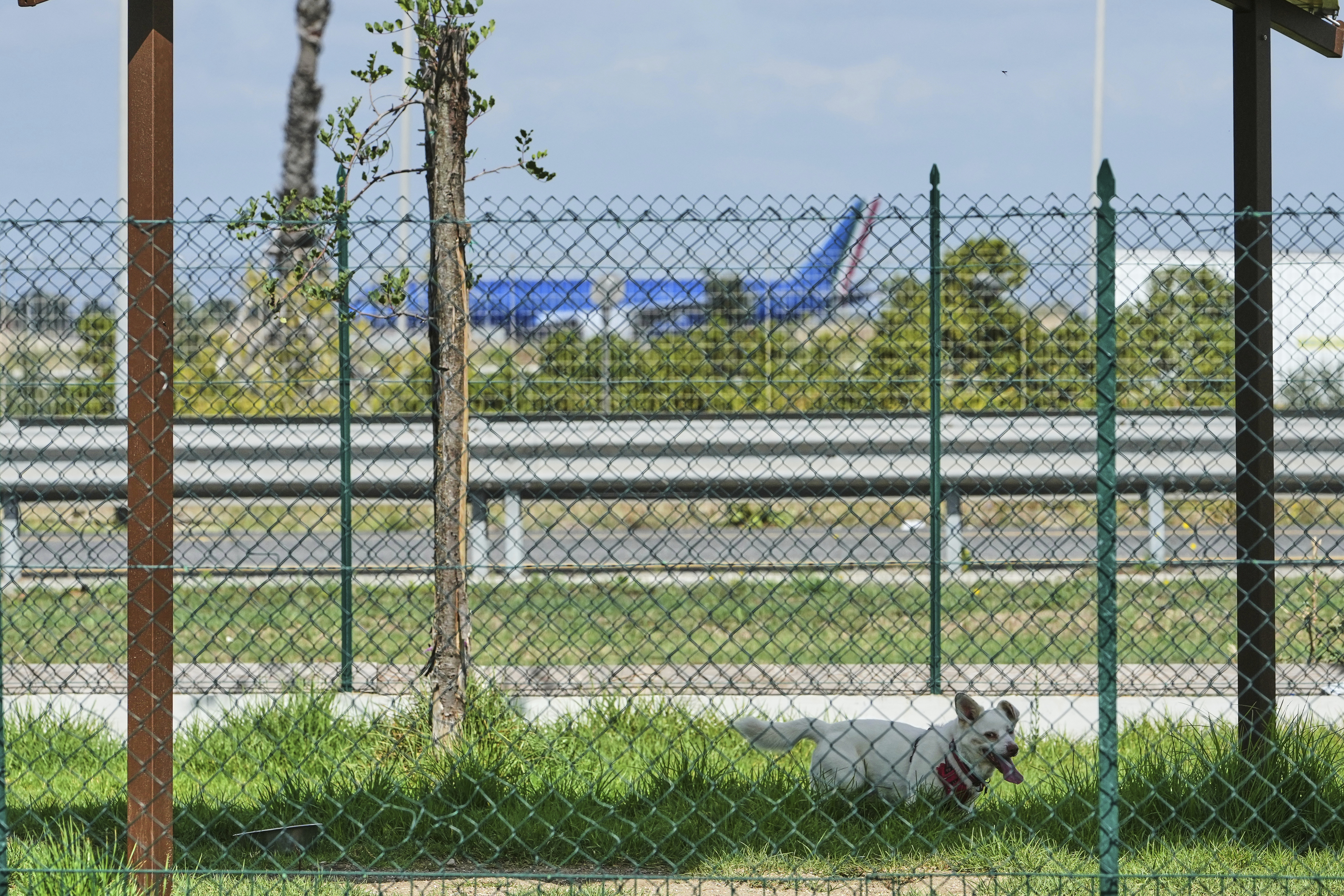 A dog stays in the park of the Dog Relais, a hotel for dogs at Rome's Fiumicino International Airport, Wednesday, Sept. 17, 2025. (Alessandra Tarantino - AP)